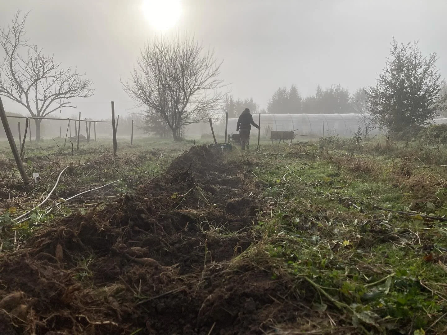 Retour sur les derni&egrave;res semaines de taf intense (et &ccedil;a continue!) 

1 . Le brouillard et les tranch&eacute;es de Dahlias 
2 . Excavation de milliers de Dahlias
3 . Satisfaction de voir les caisses qui s&rsquo;empilent 
4 . Plantation d