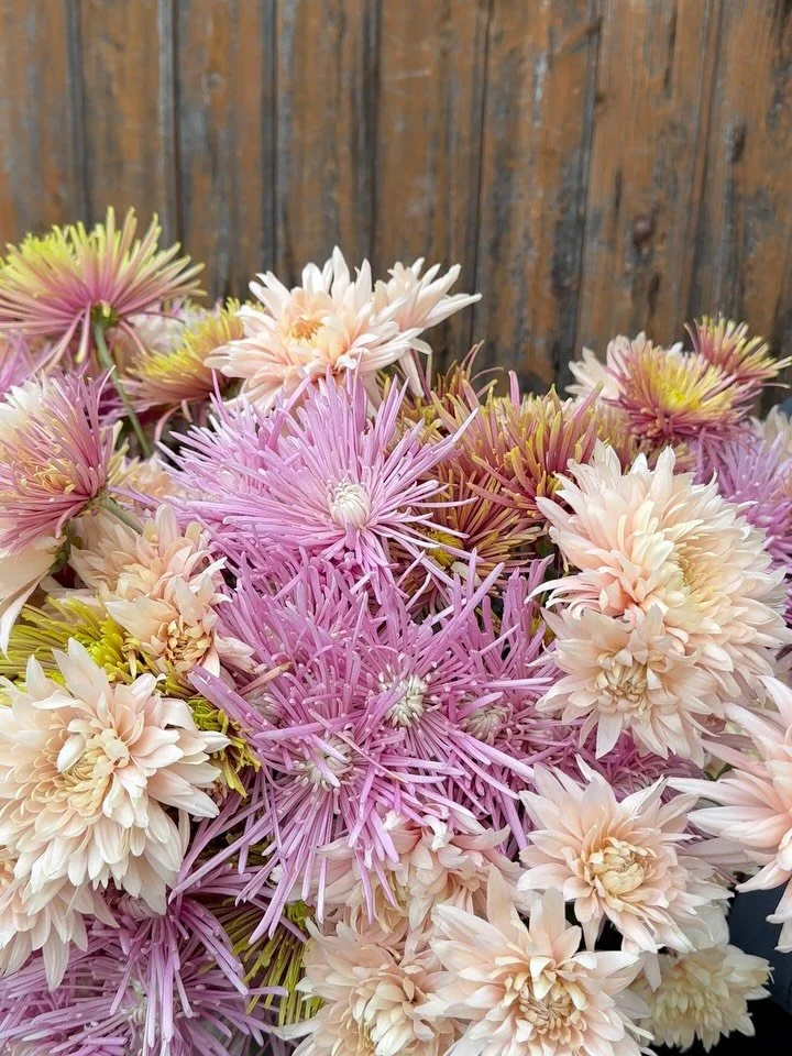 Un dernier pour la route 💜🧡🩷 

Notre saison sur le march&eacute; se terminera demain avec les flamboyants Chrysanth&egrave;mes.

Venez vous faire plaisir avec cette majestueuse fleur dont la tenue en vase est exceptionnelle!

@collectif_delafleurf