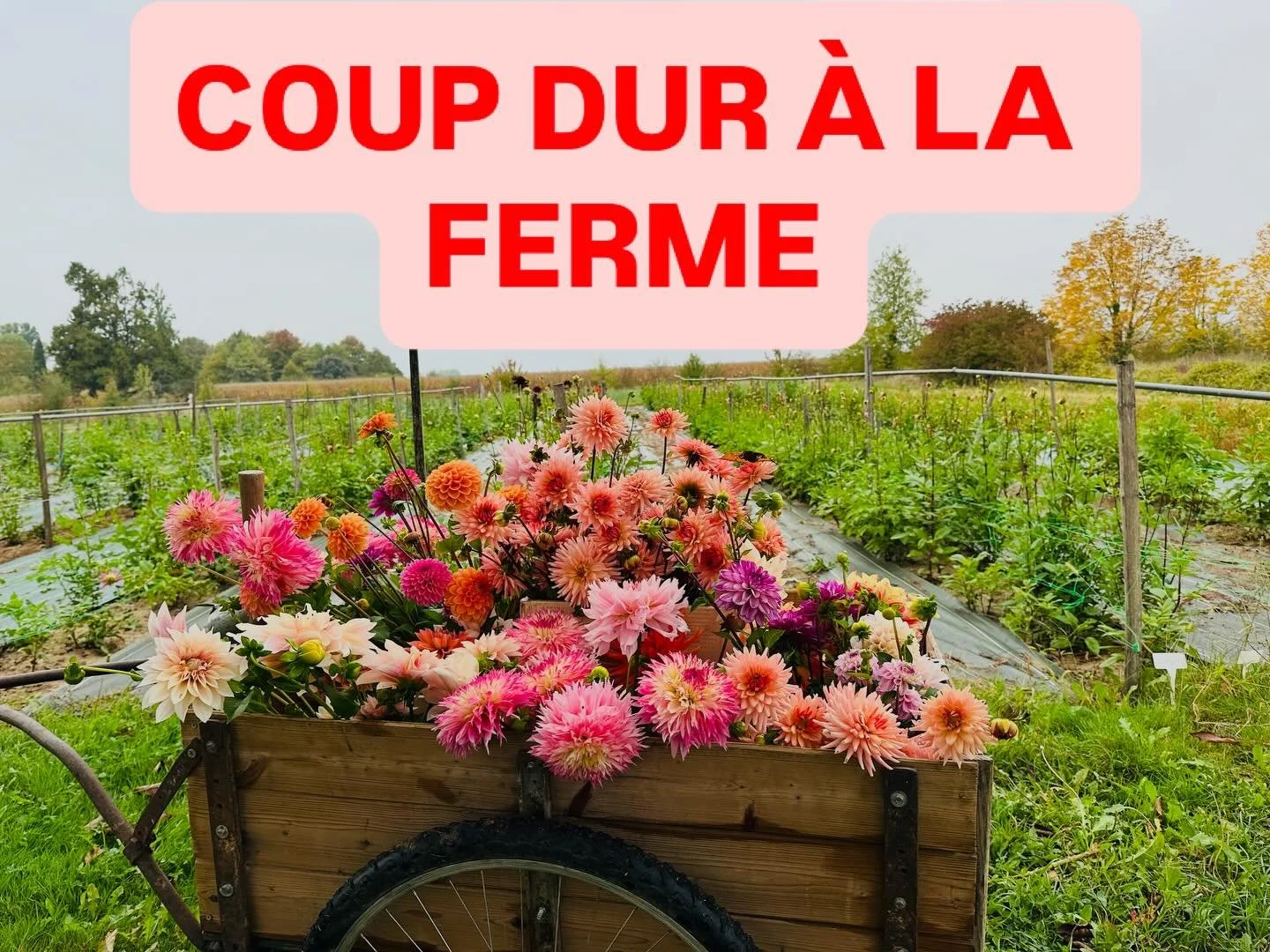 🚨 URGENCE : Aidez-nous &agrave; faire refleurir notre champ de Dahlias ! 🌸
Il y a quelques semaines, le gel &agrave; d&eacute;truit tout notre stock de tubercules de dahlias. C&rsquo;est le fruit d&rsquo;ann&eacute;es de travail et de s&eacute;lect
