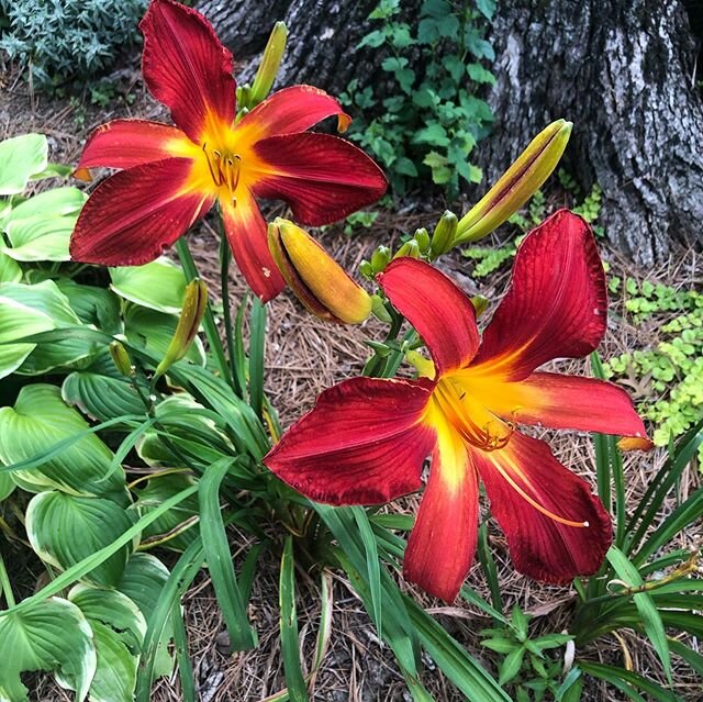 I wanted to make a special post dedicated to my late Aunt Peggy in honor of her birthday and ironically the day she left us many years later. She was a talented gardener and with her late husband, had a thriving day lily farm. She hand-selected most 