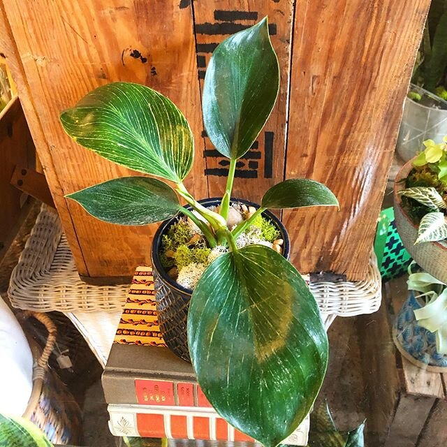 Birkin Philodendron in navy pot with drainage. This one is 13&rdquo;H and $28. Comment &ldquo;sold&rdquo; and dm your name, email, and the item you&rsquo;re buying. Pickup 12:30-5 this week. #philodendronbirkin