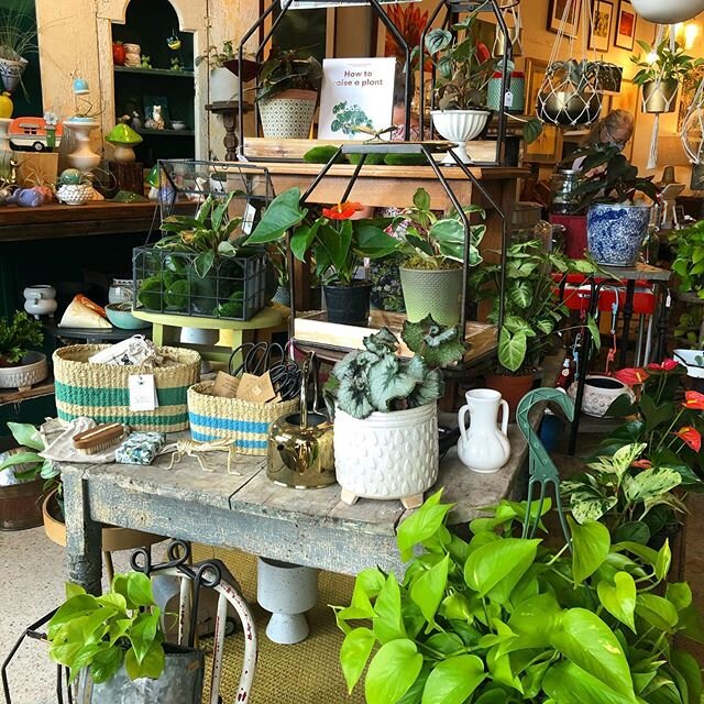 Happy Monday! Just wanted to share some scenes in the shop. Don&rsquo;t forget, you are welcome to come in and shop Monday-Saturday 12-5. Please don&rsquo;t forget your mask. 😷