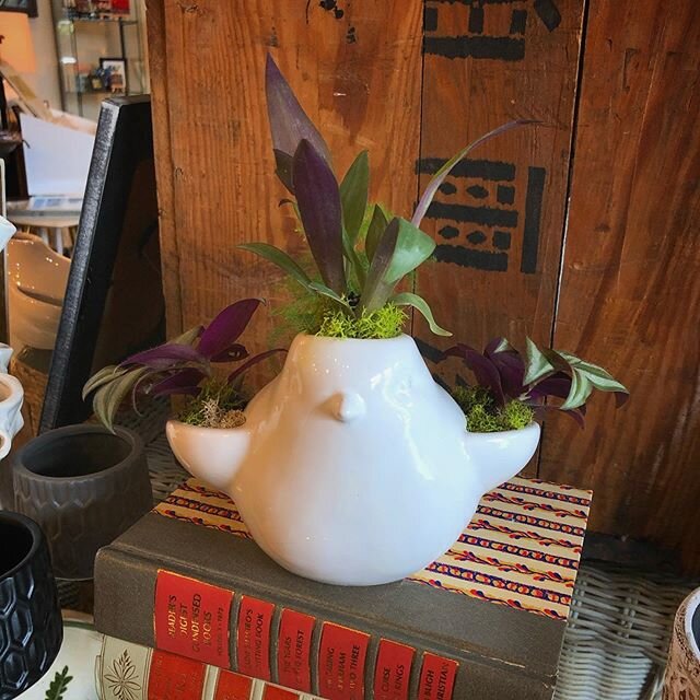 I love the way this bird planter turned out! He&rsquo;s adorable! We have this guy and many other planter containers in the shop. We will be here until 5 today and 12-5 tomorrow. 😷🐥🌿