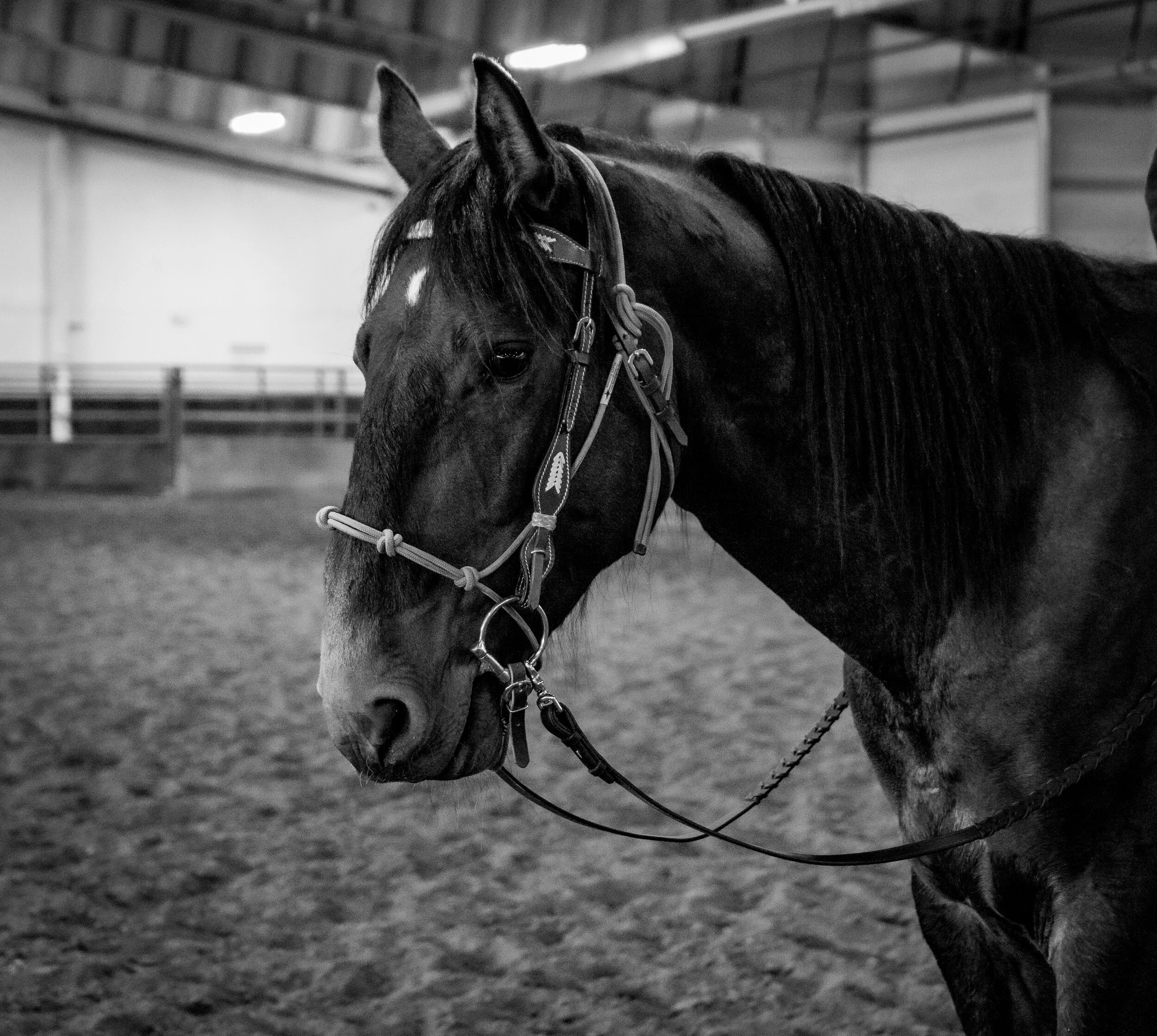 Nokk- Lyons Legacy Program