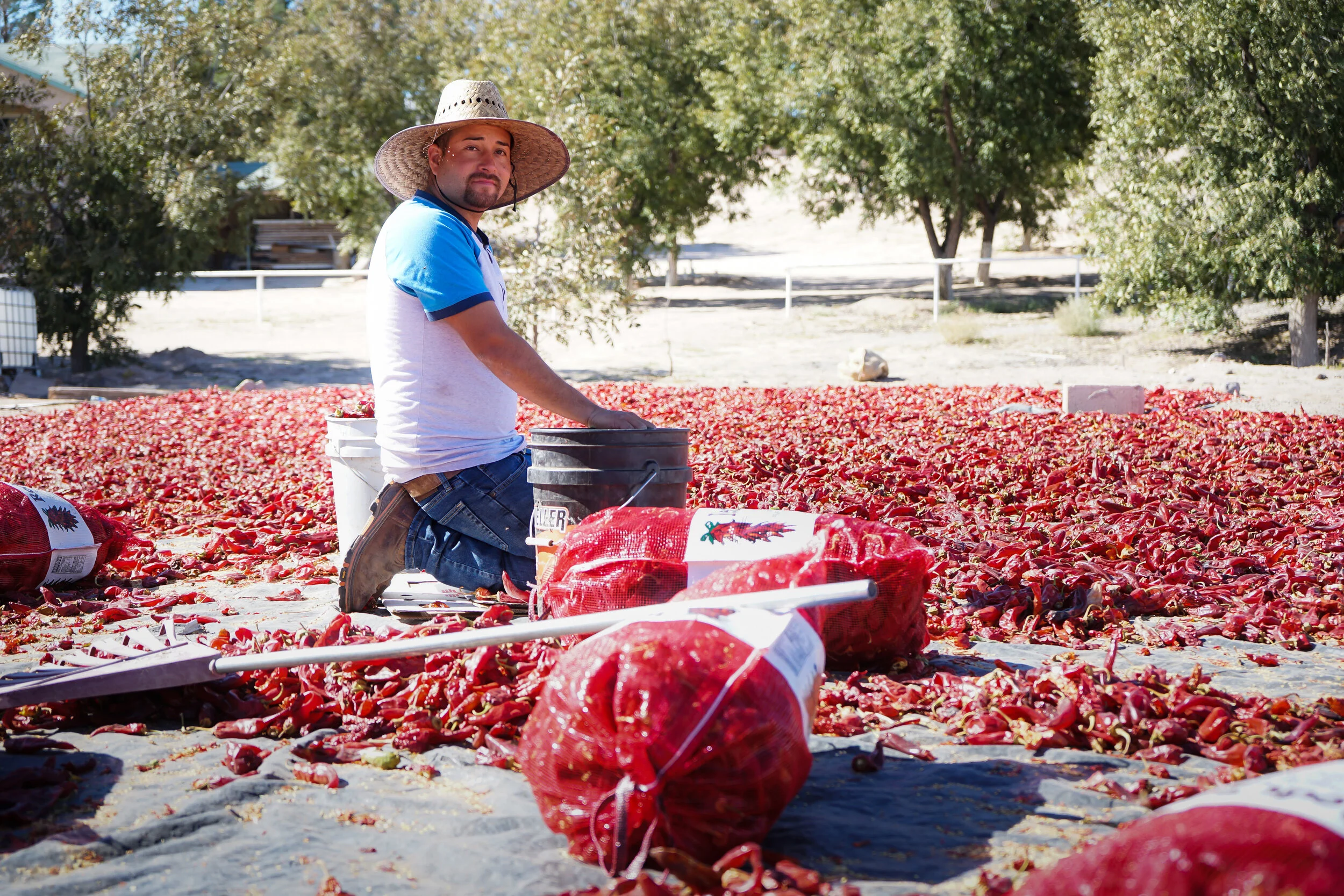 Ricardo-Chili Farm Owner