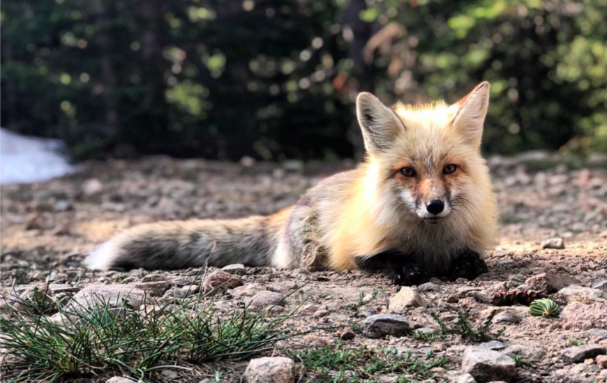 Screen Shot 2021-06-02 at 4.20.26 PM.png