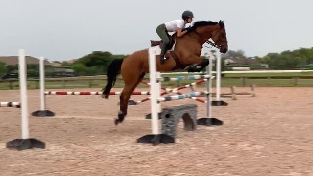 A little schooling to keep our jumping fitness just in case we get to show in three weeks 🤞🏽