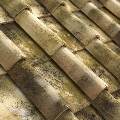 MALVASIA