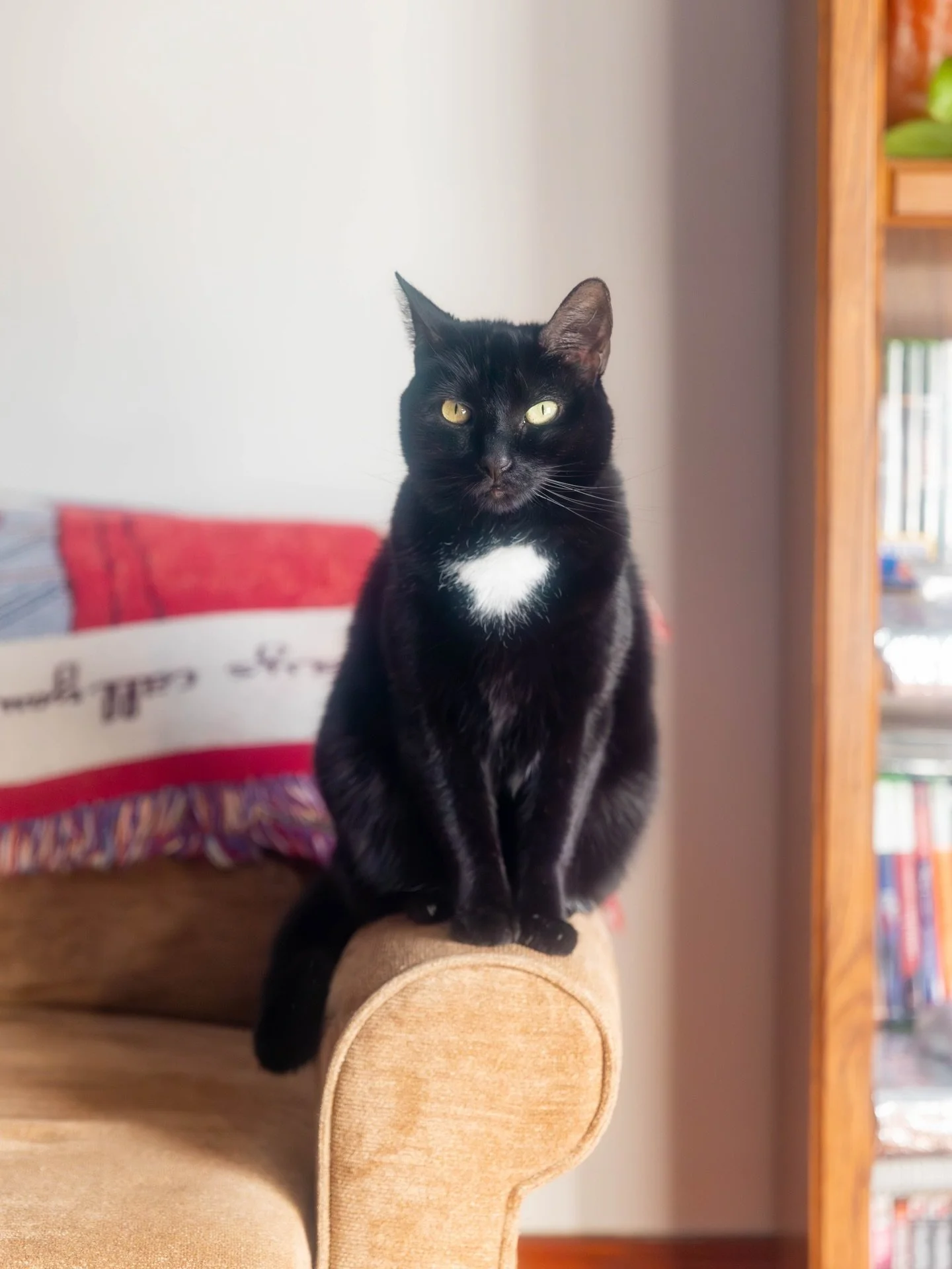 I got the lucid dream filter for Christmas - so stoked to use it on my live-in model, Fiadh. She loves getting her photo taken (most of the time!)