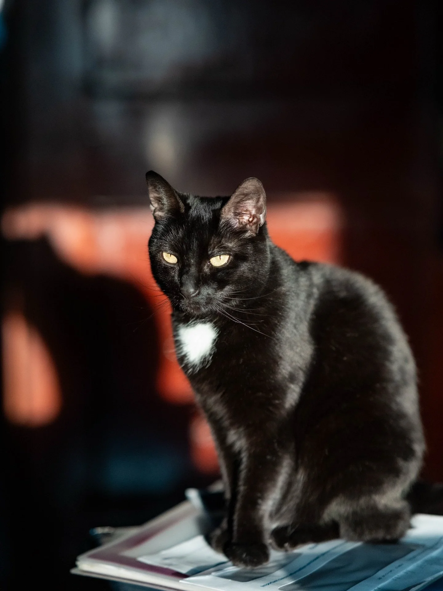 My gorgeous gorgeous girl, my muse!