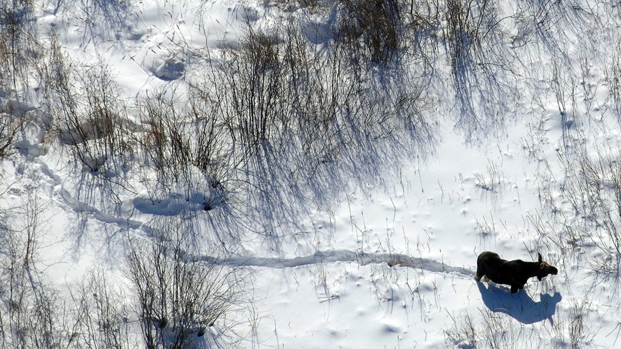 Image courtesy of the Minnesota Zoo
