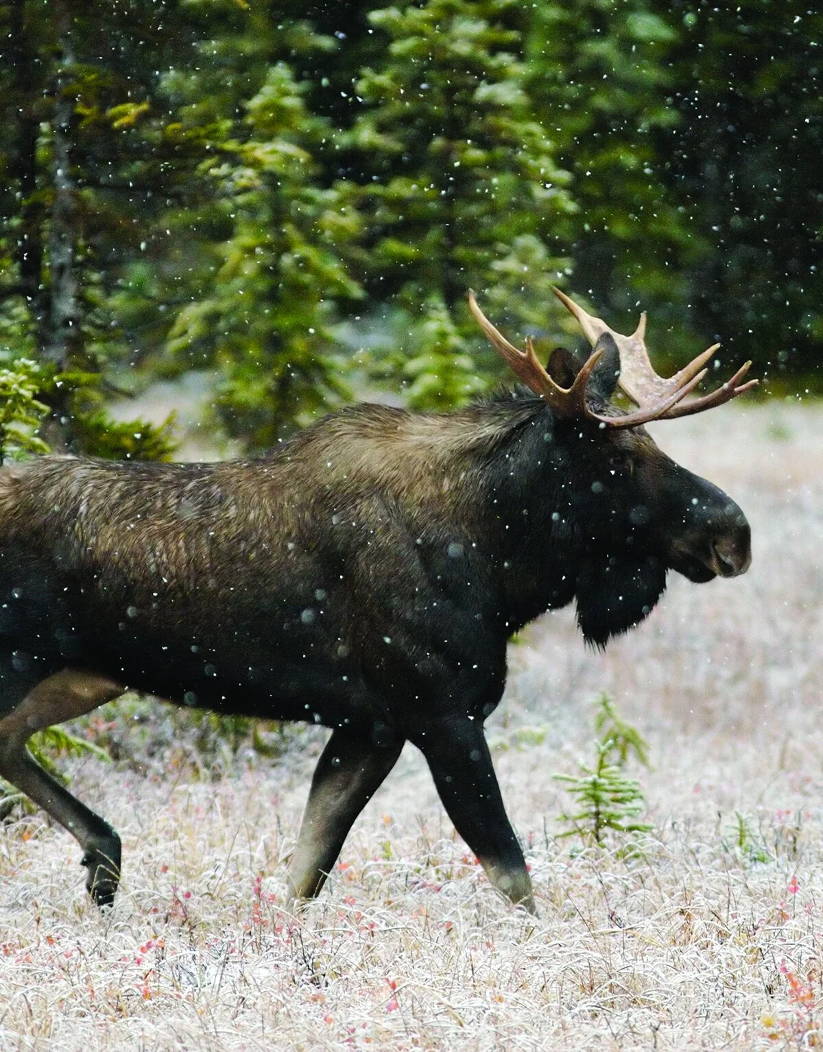 Image courtesy of the Minnesota Zoo