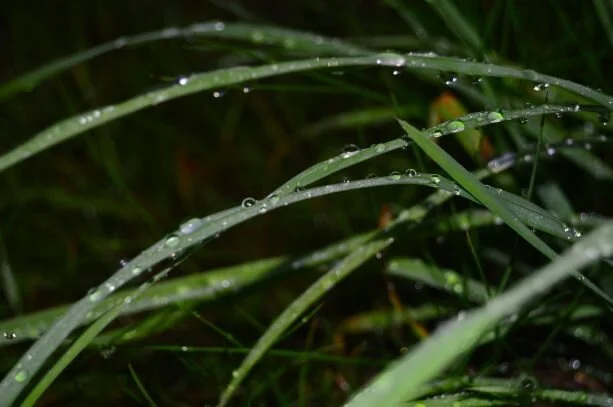 Letting Go of Control - Gangaji Podcast