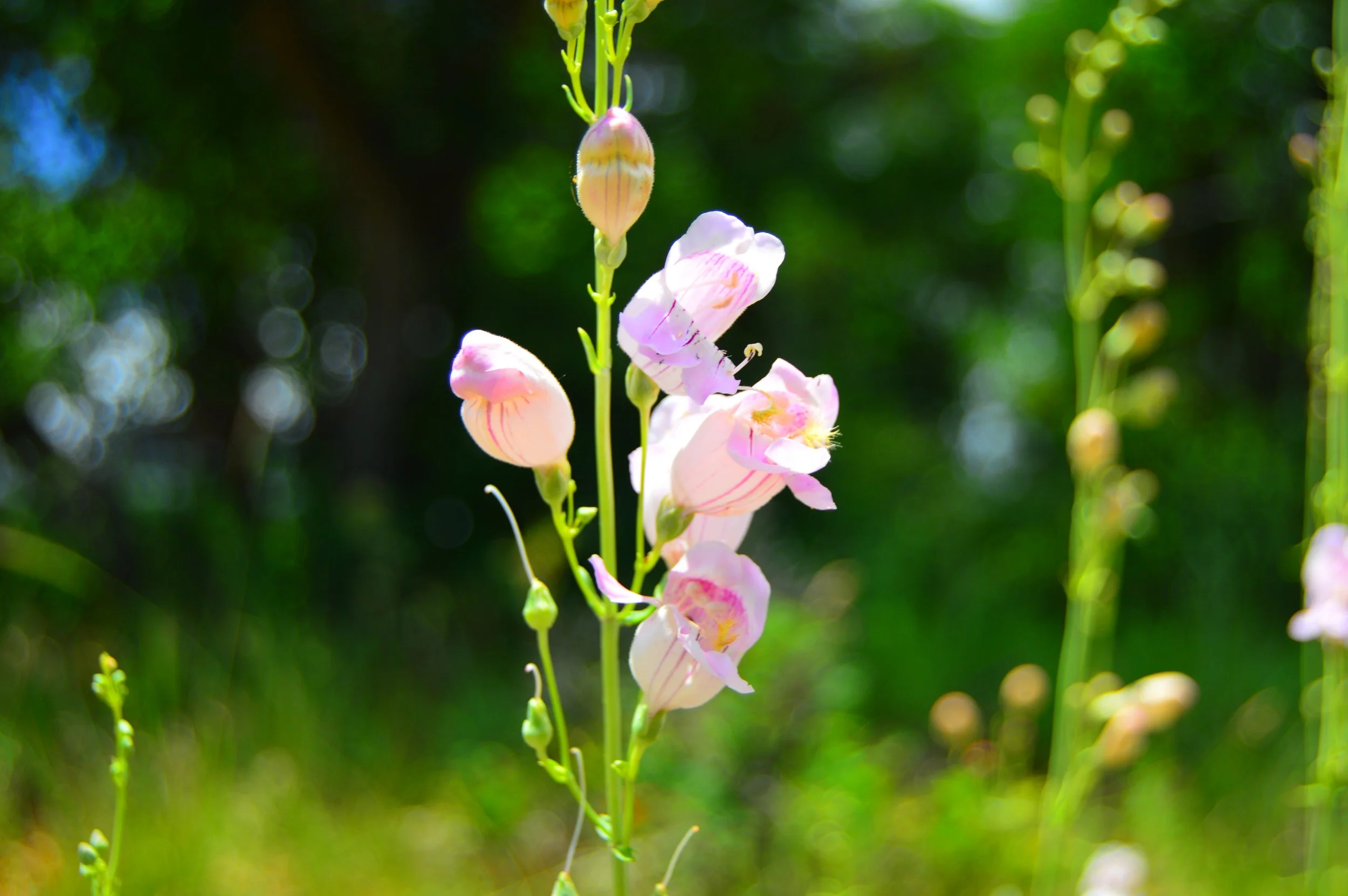 How does the discovery of the Truth of who we are get co-opted by the mind?