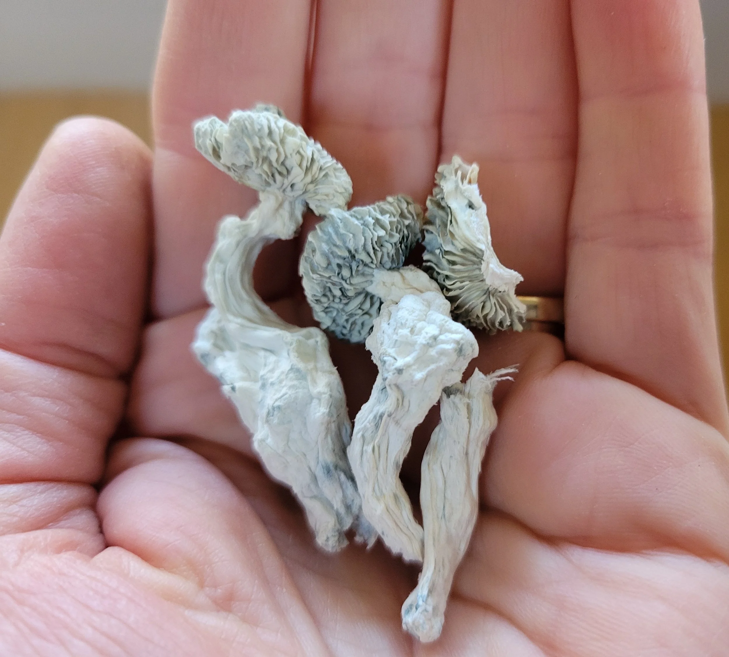Coming into Relationship with the Mushroom
