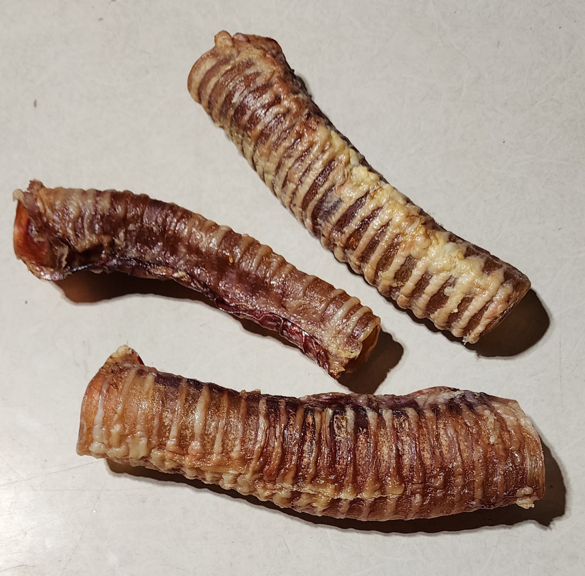 TRACHEA2.jpg