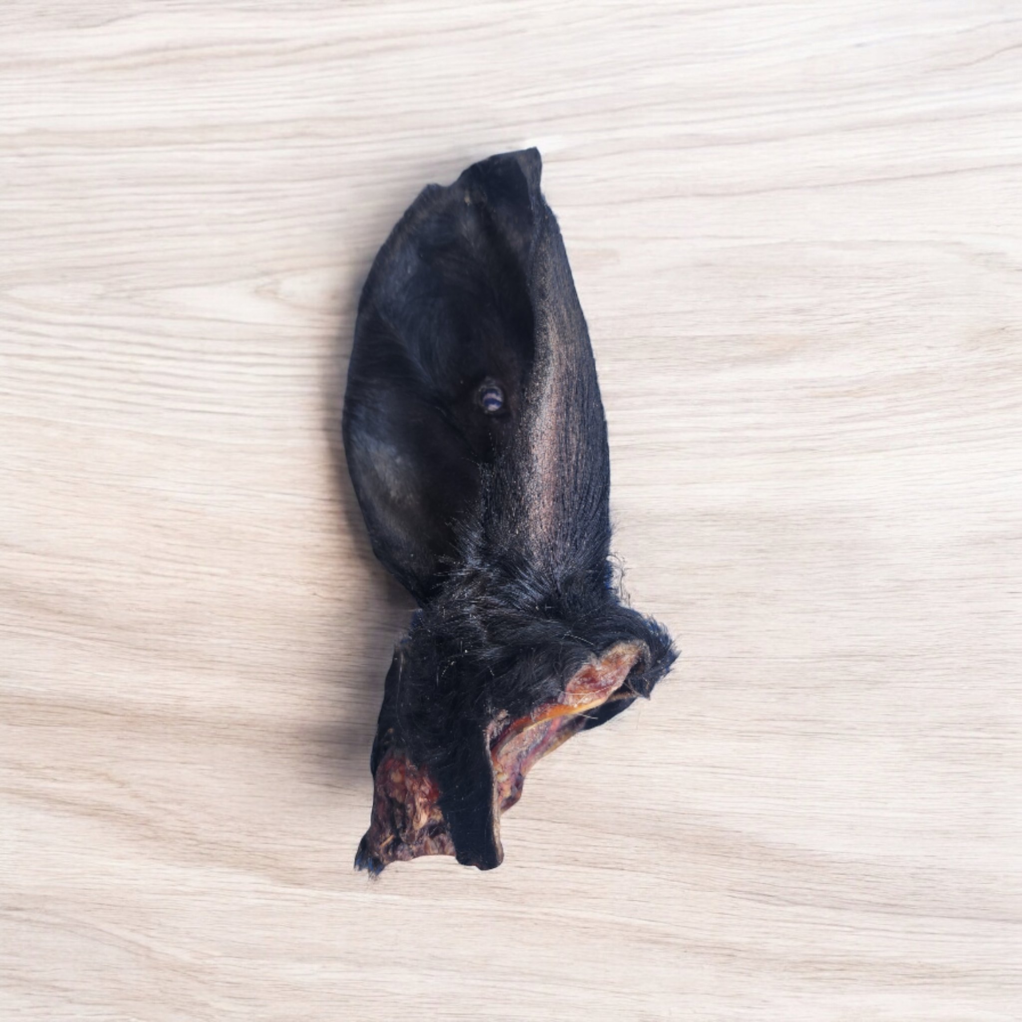 COW EARS.2 8.09.24.jpg