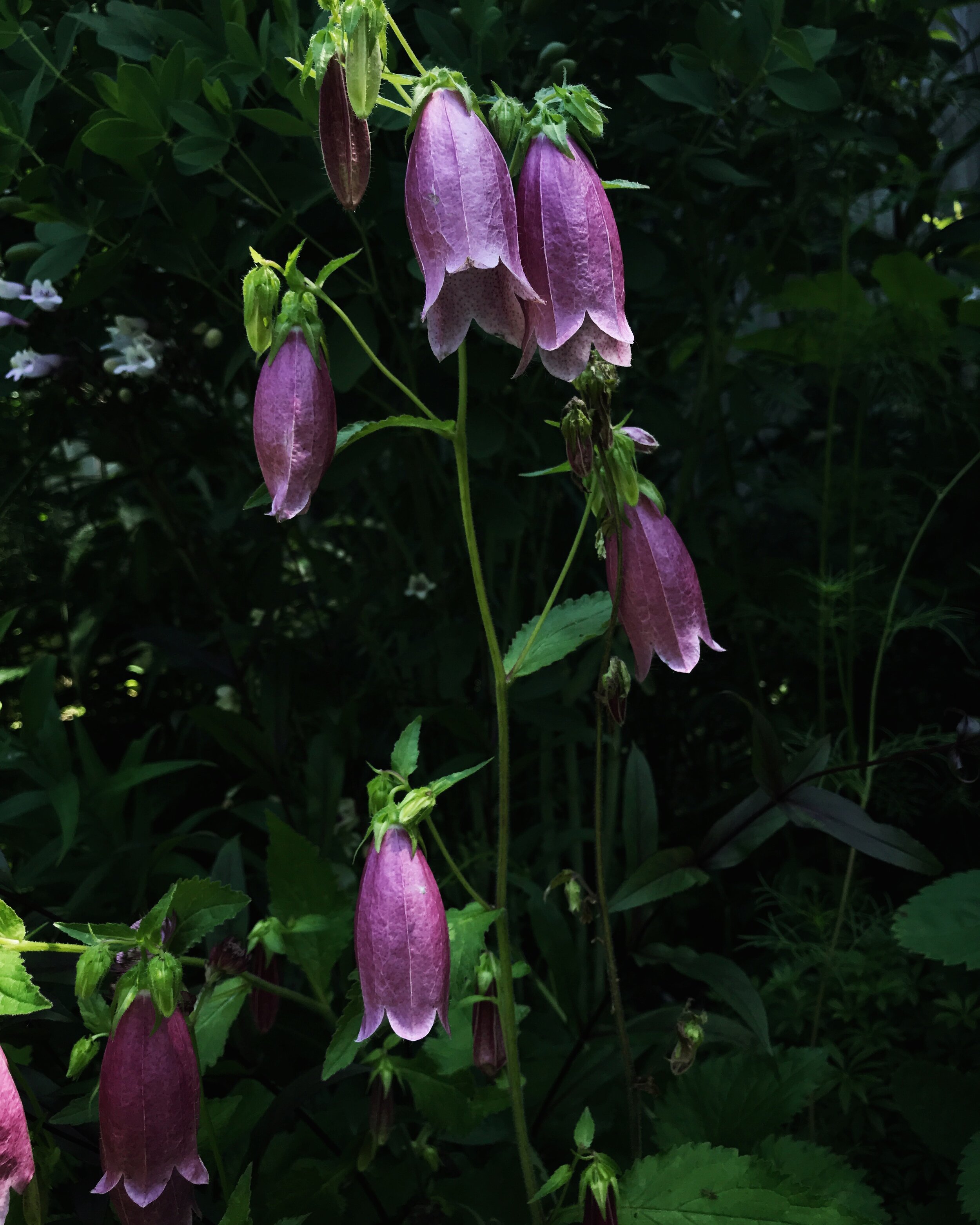 LTD_GARDENS_DesignersGardenBeacon_09.jpeg