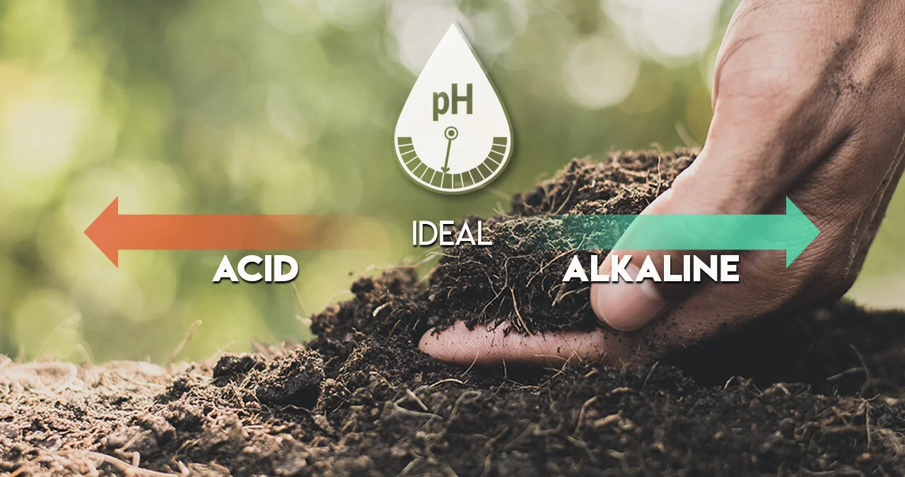 Lime Treatment — Champion Green