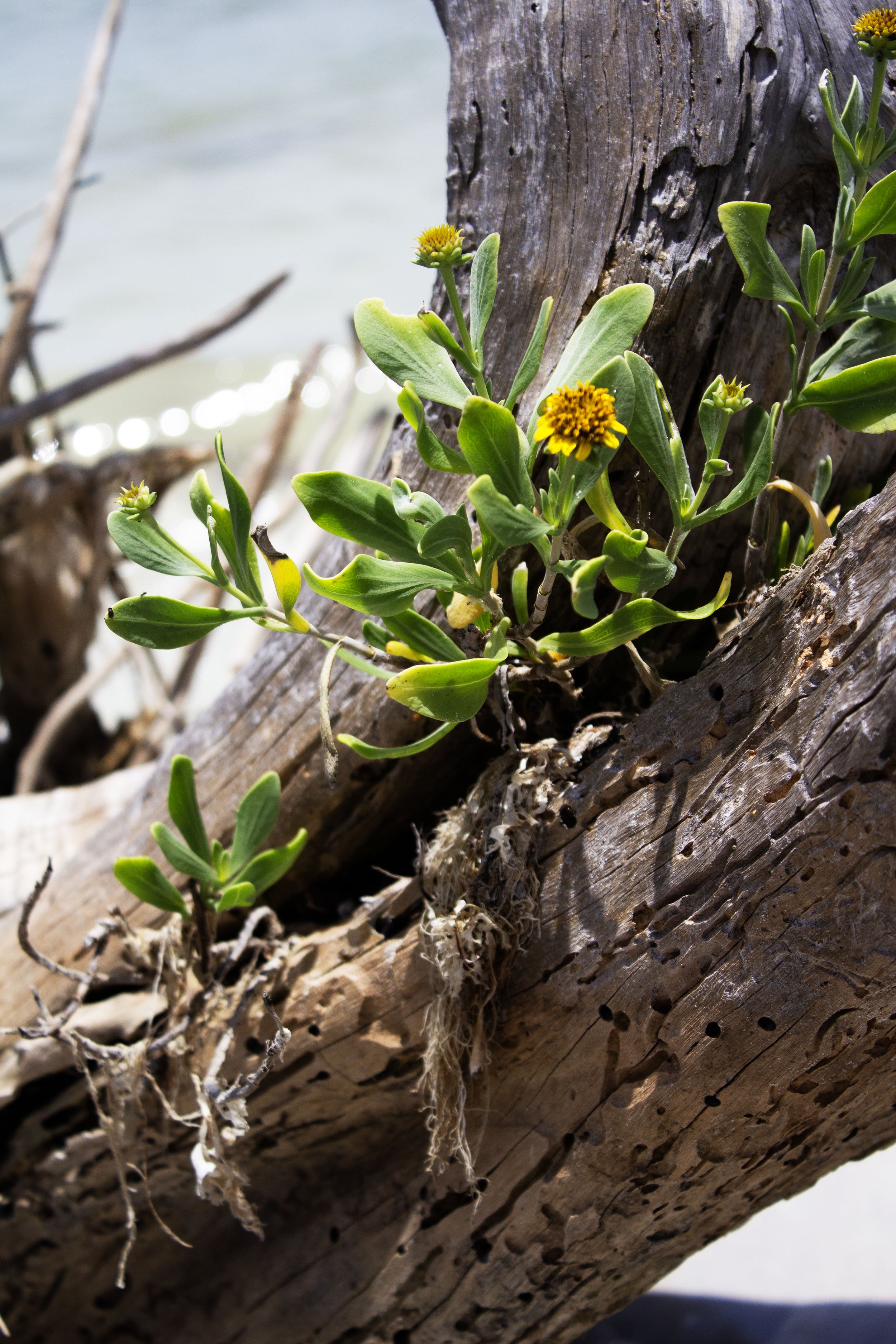 new growth