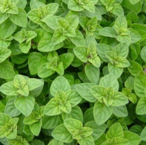 Wholesale Chives - Green Onions - Scallions — x̌ast sq̓it Farm