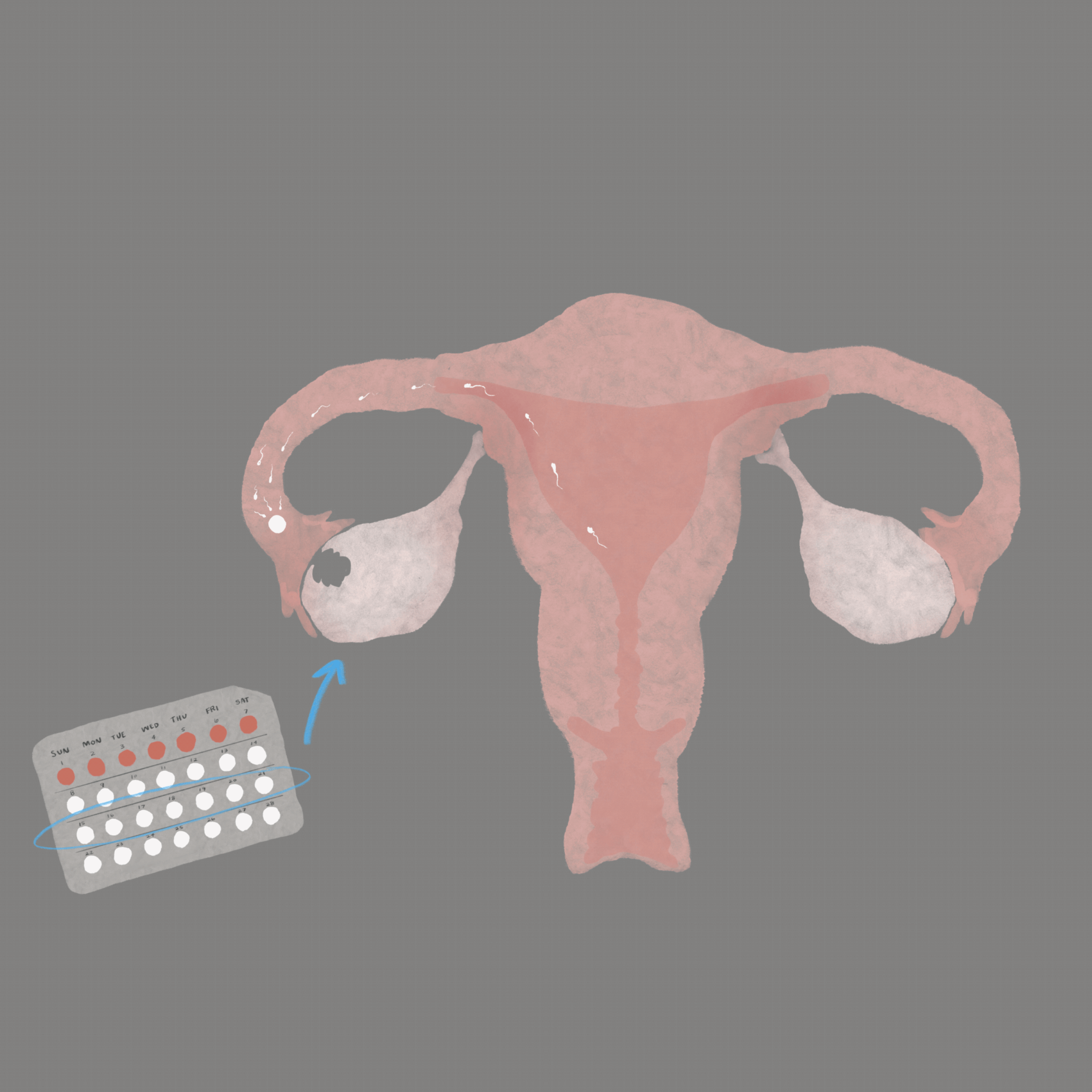 Ovulation and Fertilization