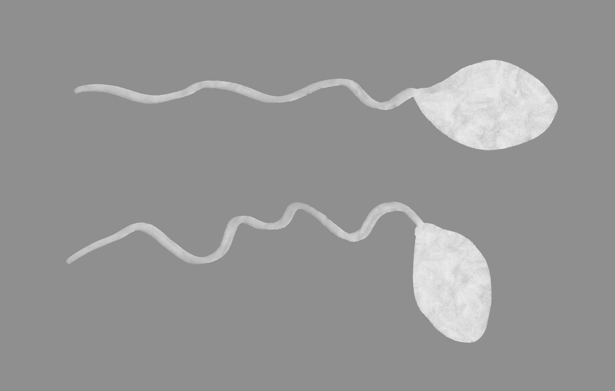 Sperm Motility