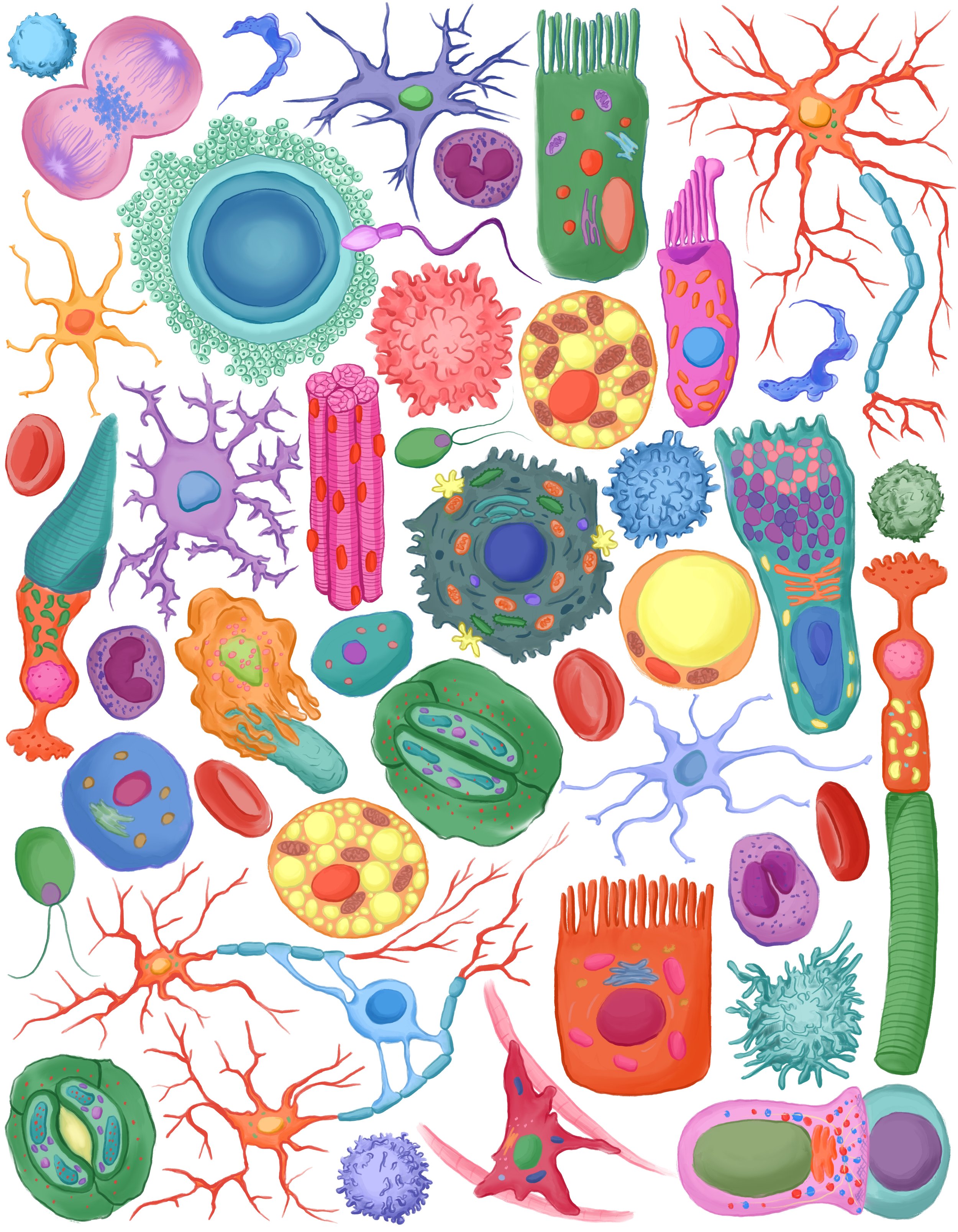 arrangement of colorful cells including animal cells, plant cells, bacteria, viruses, and more