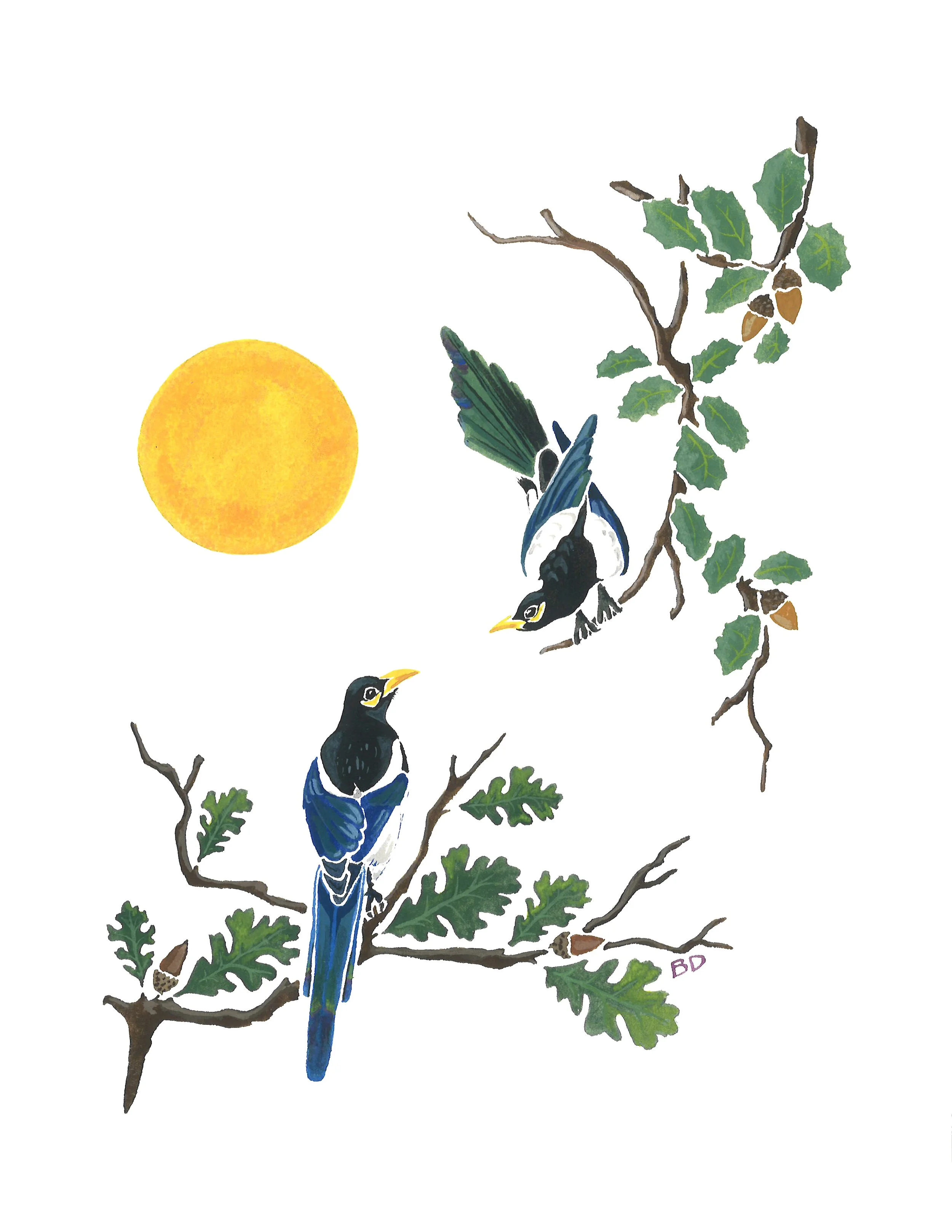  "Yellow-billed Magpie"  
 
2020, gouache, 9x12in.
