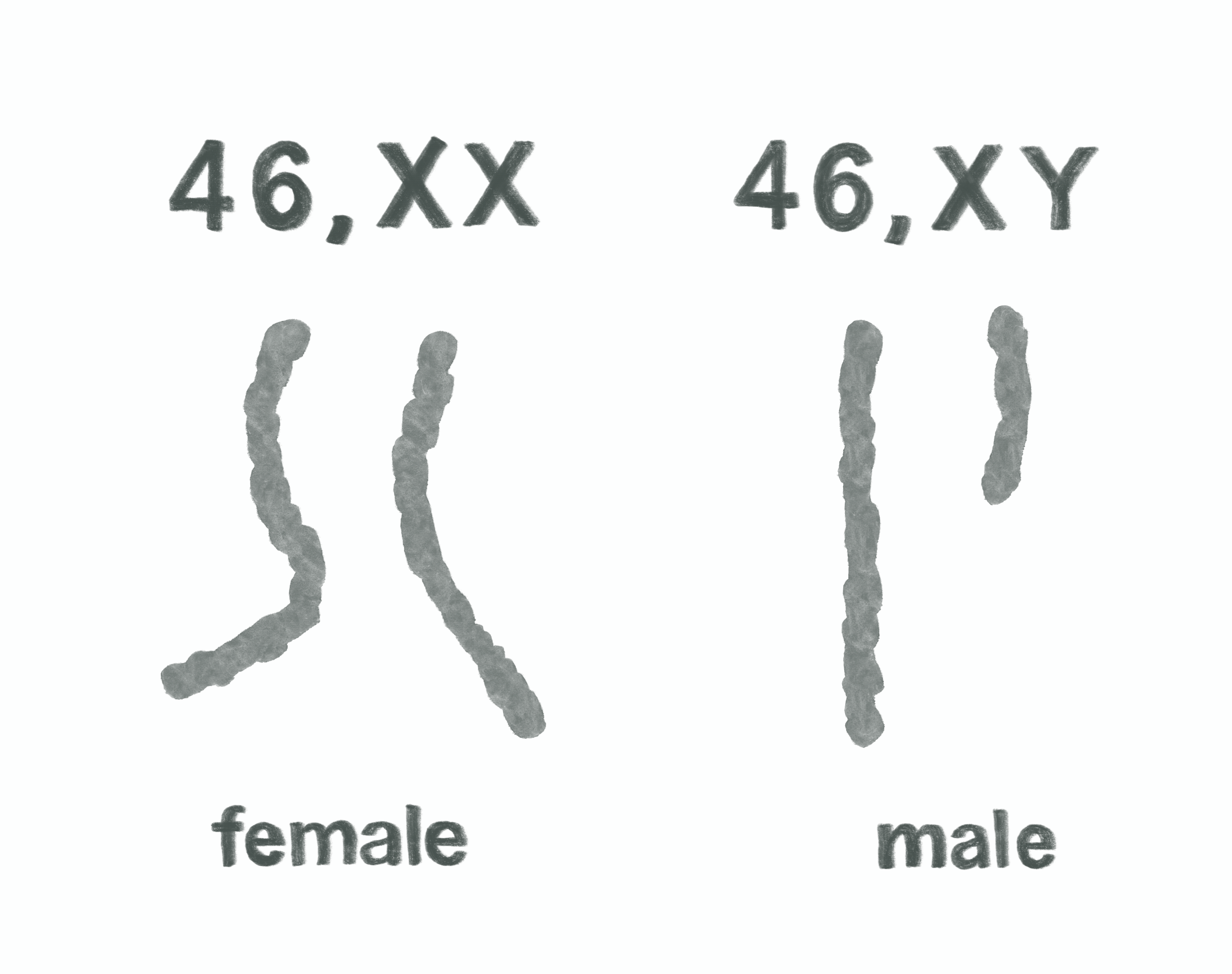Chromosomes