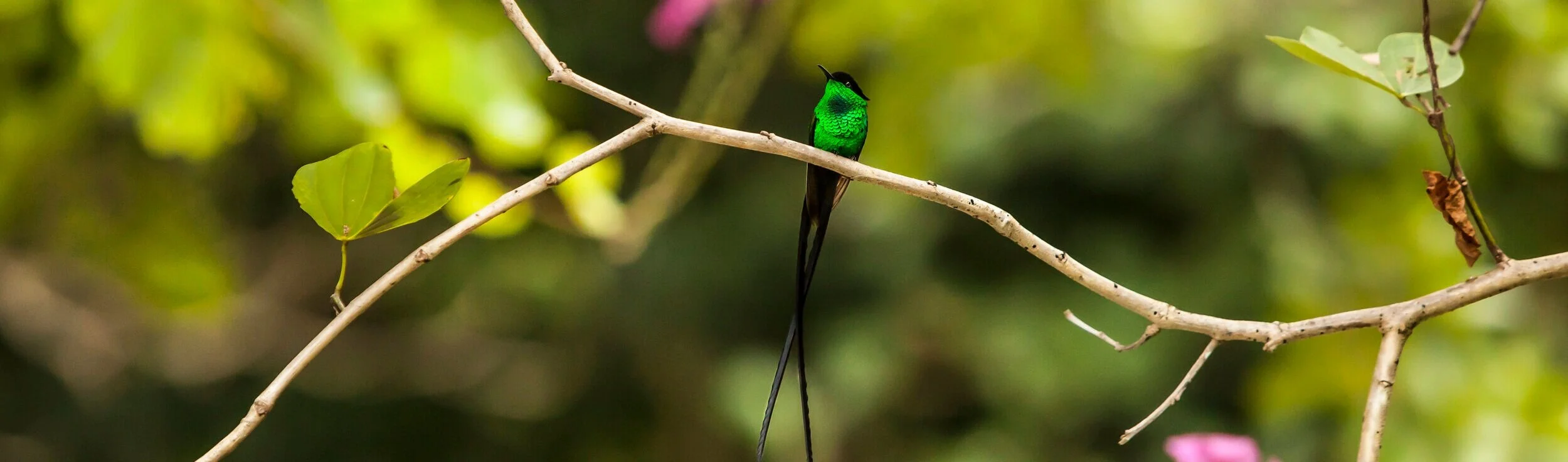 Swallow+tailed+Hummingbird_Jamaica_.jpg