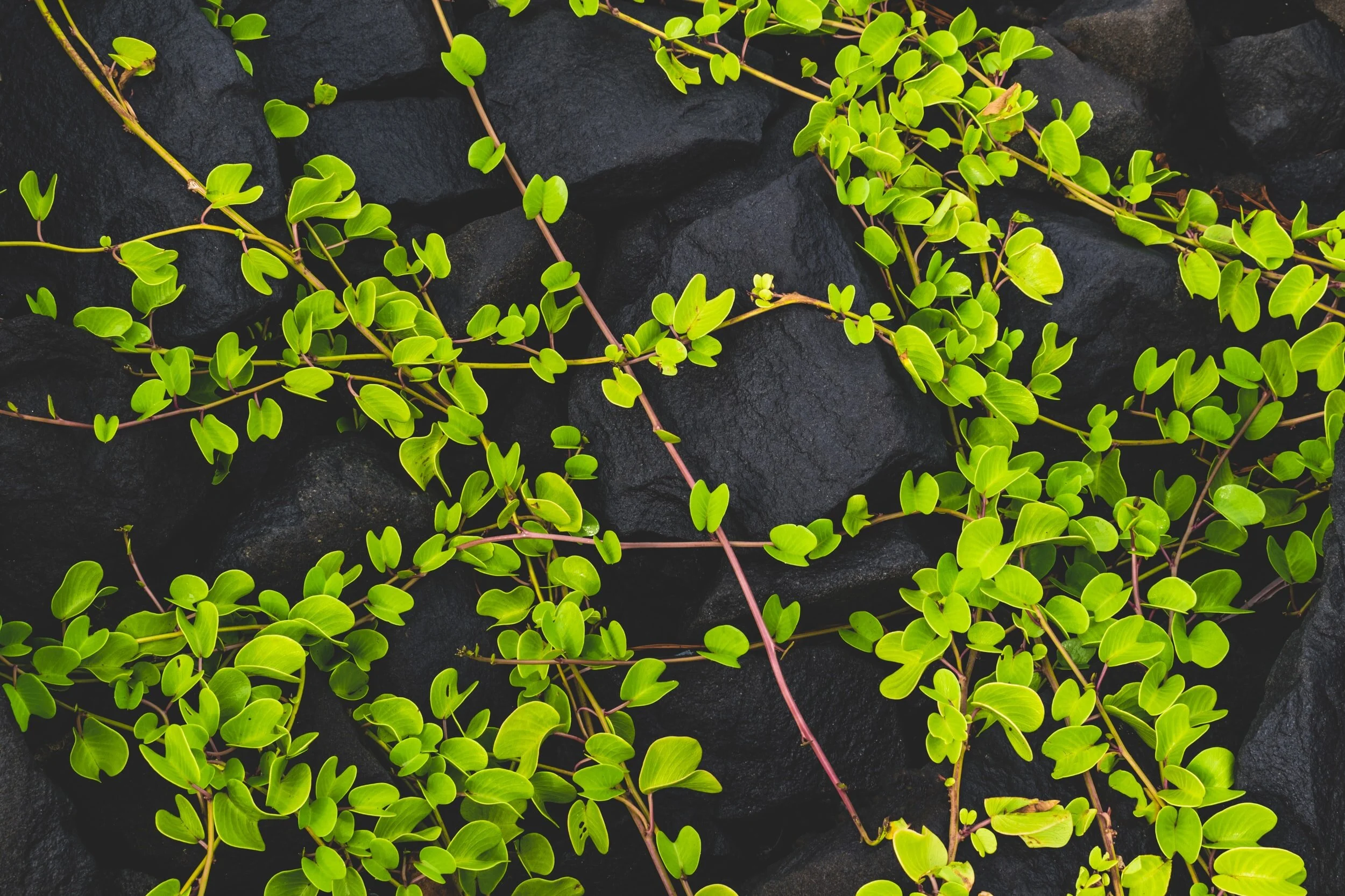 How Do I Experience More Sap From The Vine?