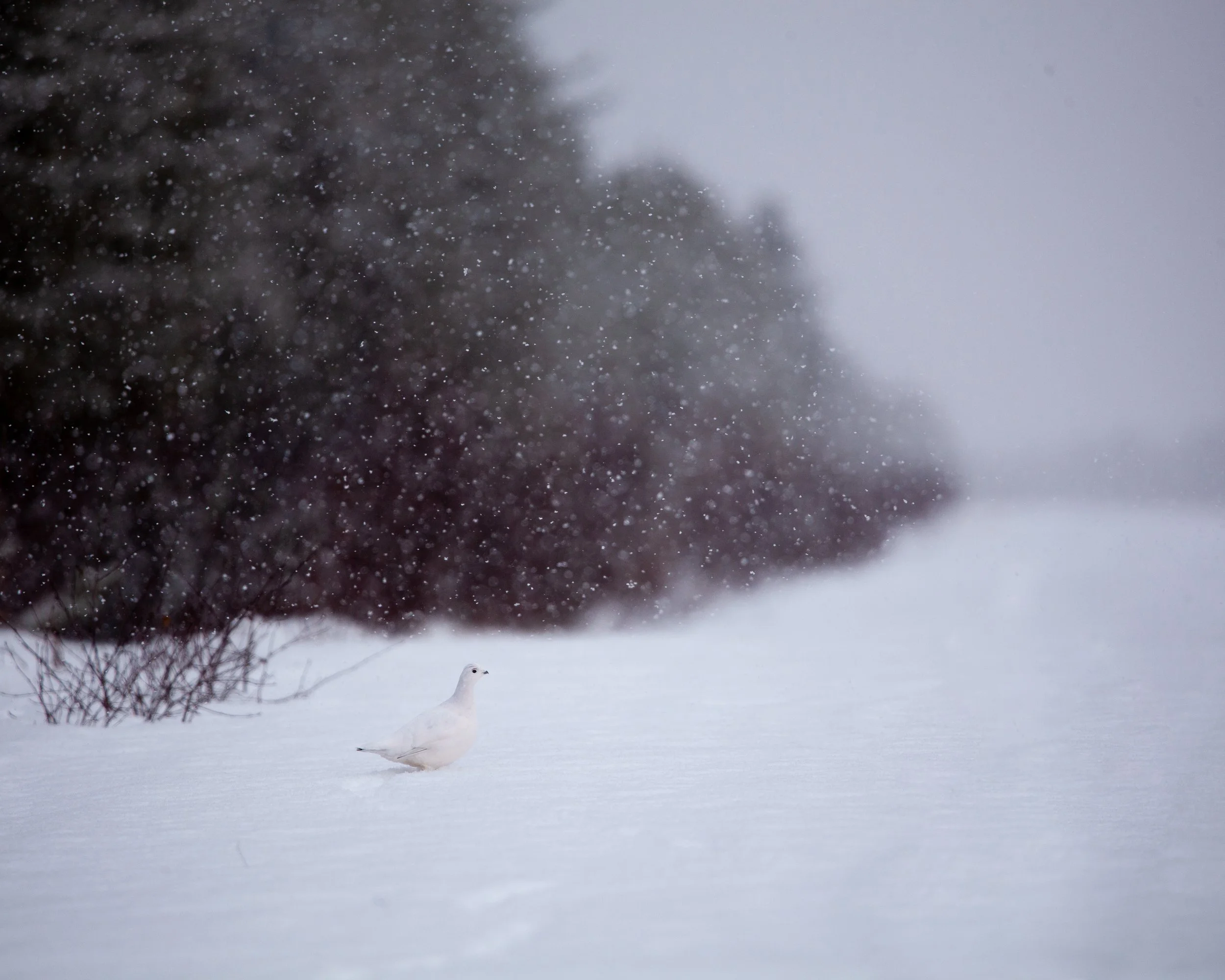 Ptarmiginsnow (1 of 1).jpg