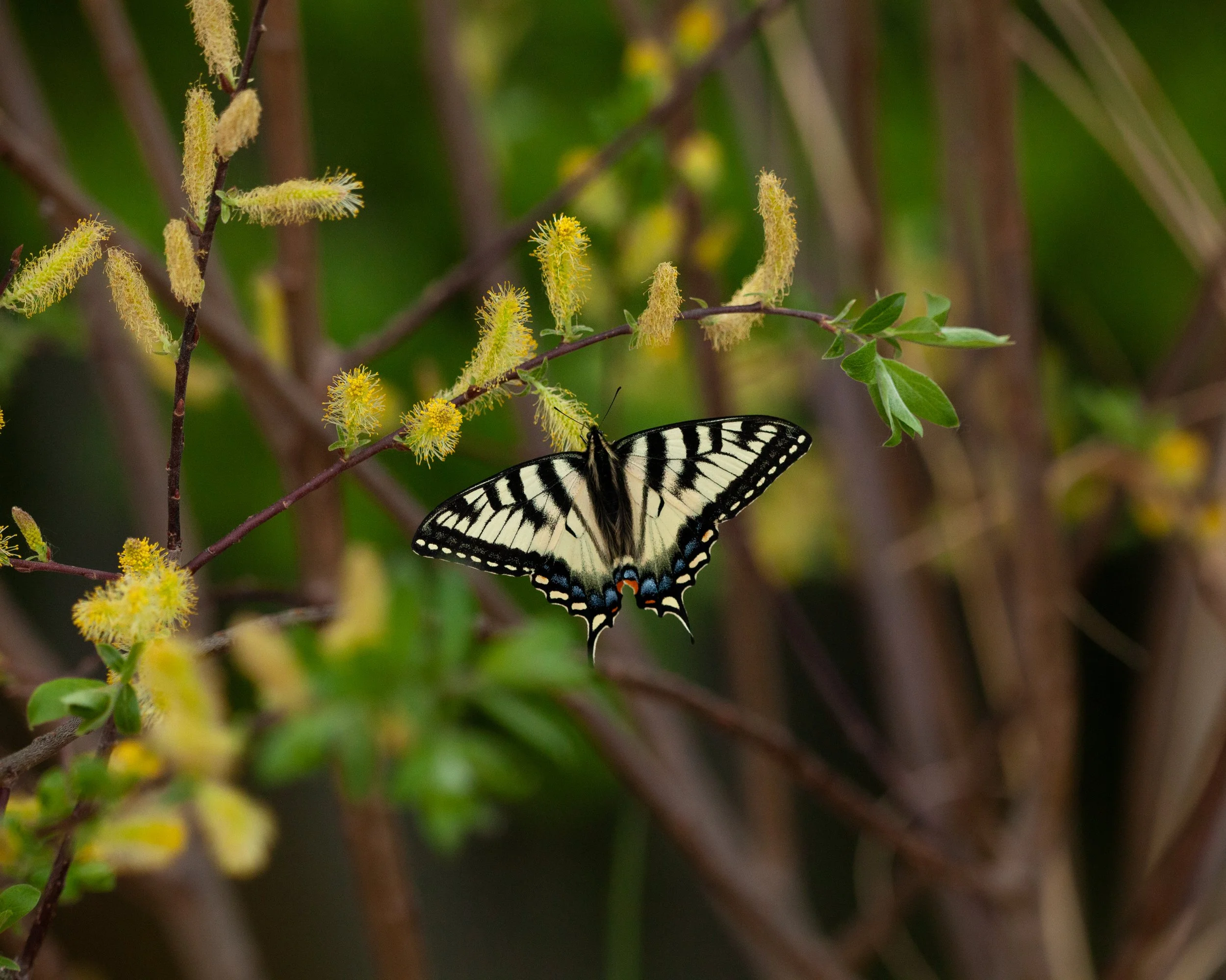 CanadianTigerSwallowtail-1.jpg
