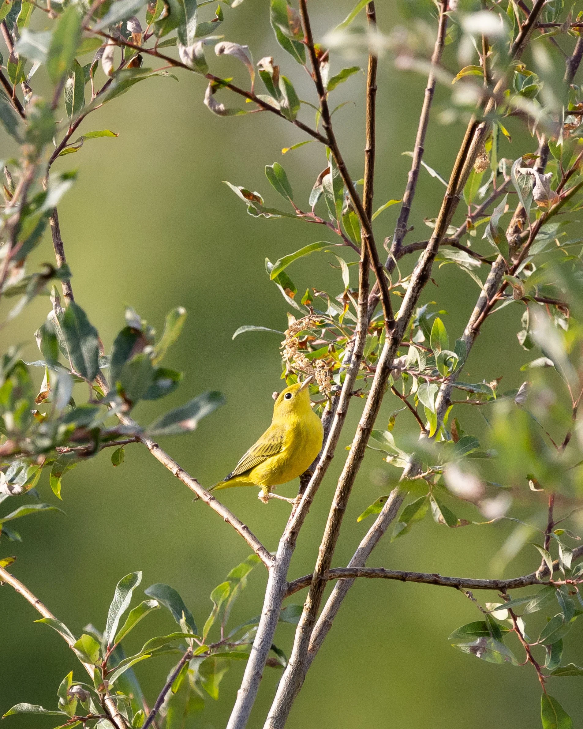 Orange-crowned Warbler