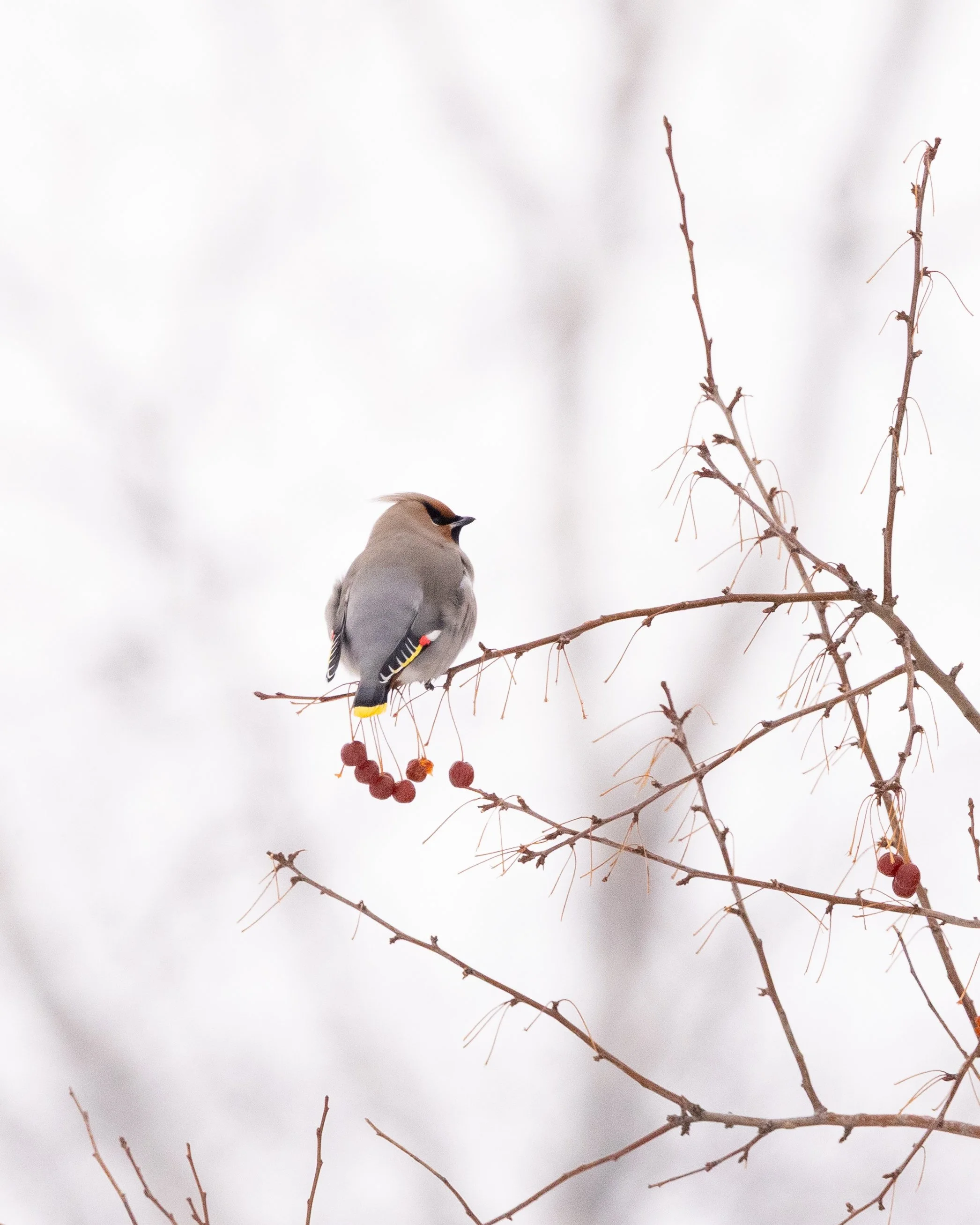 Bohemian Waxwing