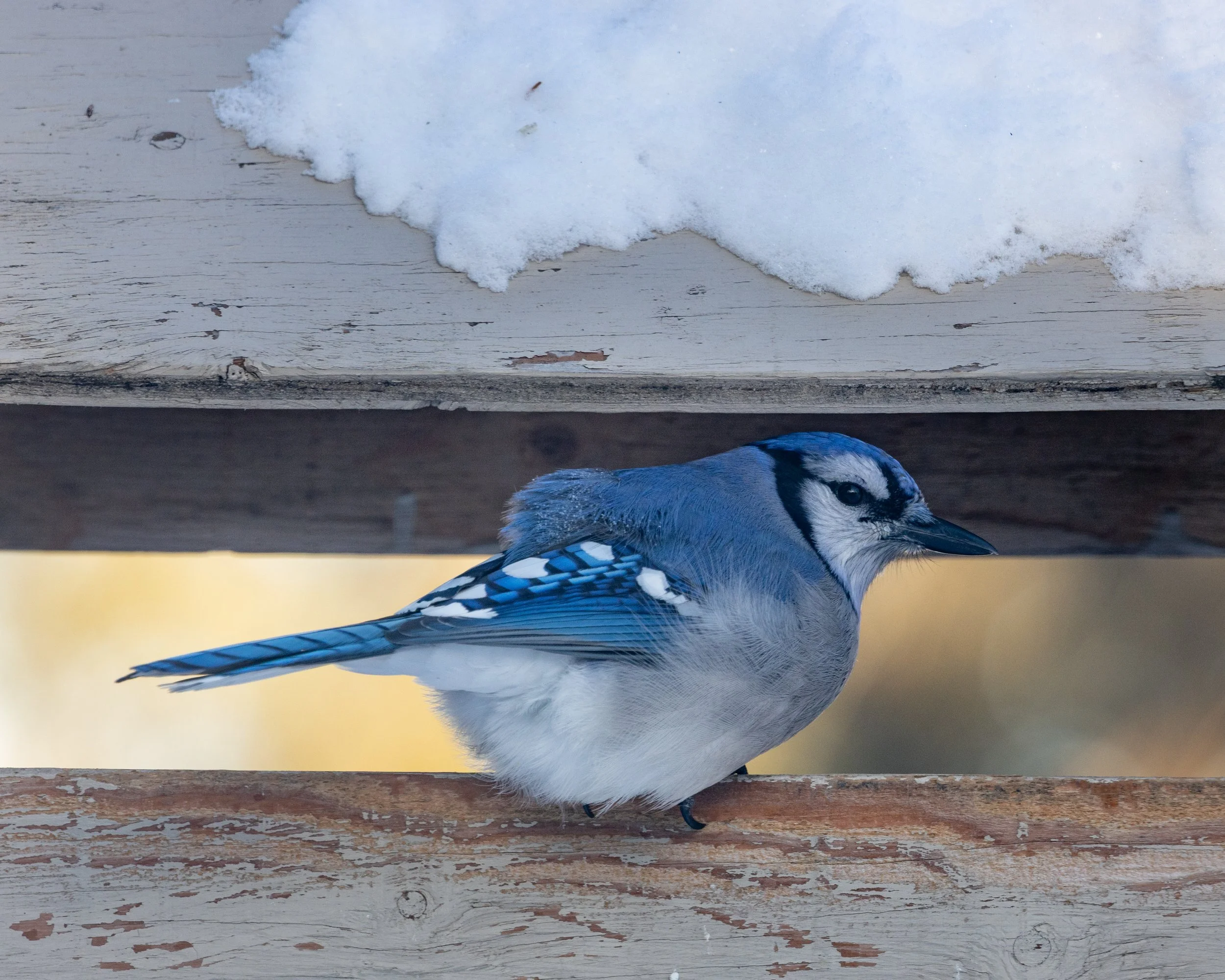Blue Jay