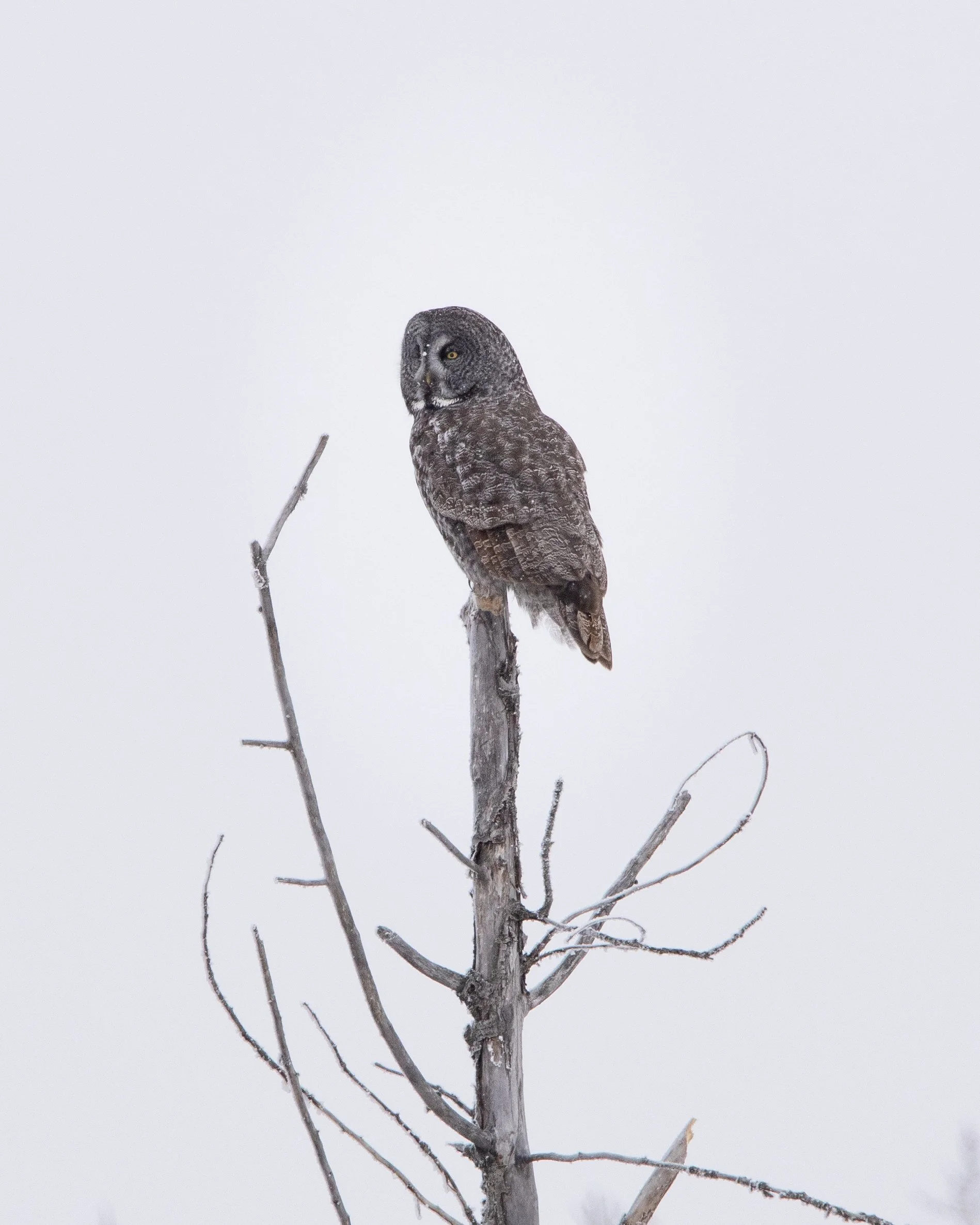 Great Gray Owl
