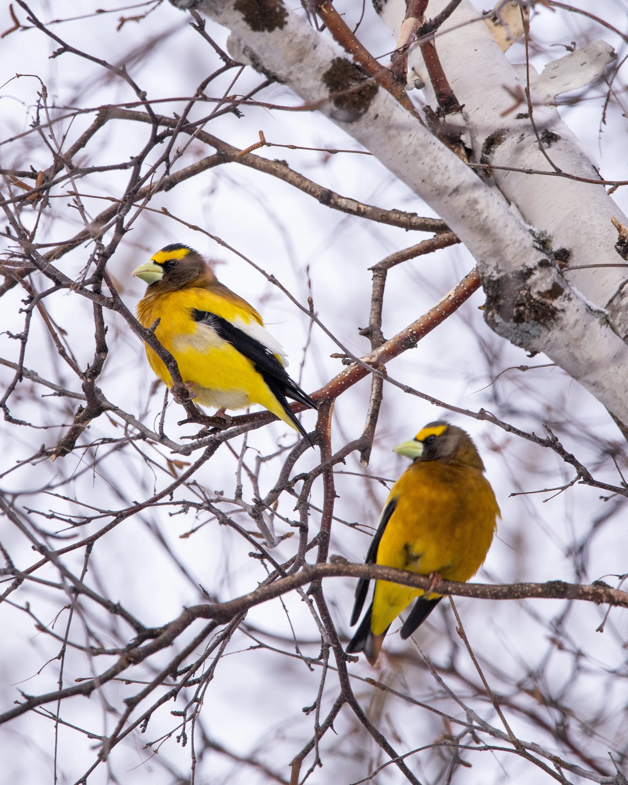 Evening Grosbeak