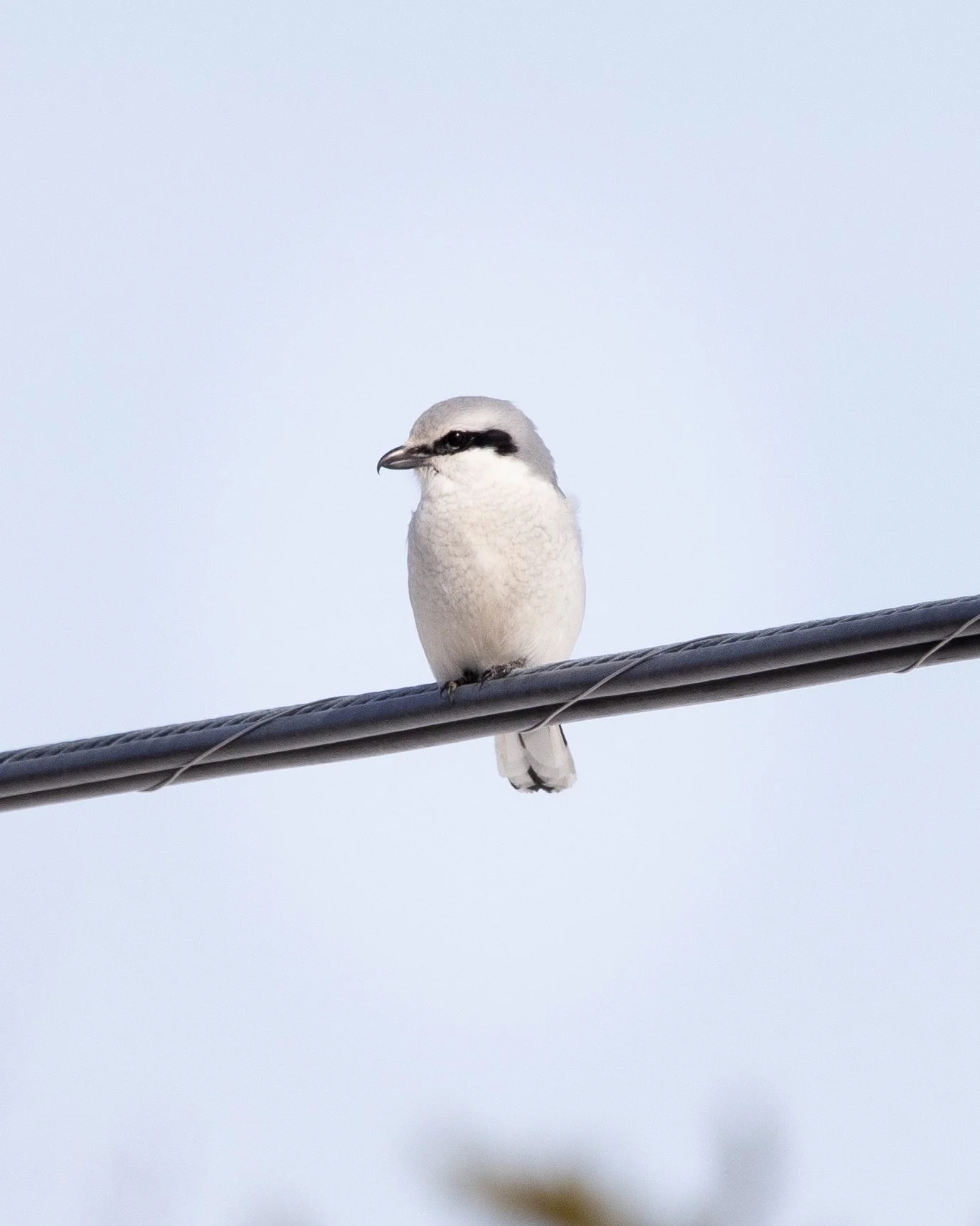 Northern Shrike