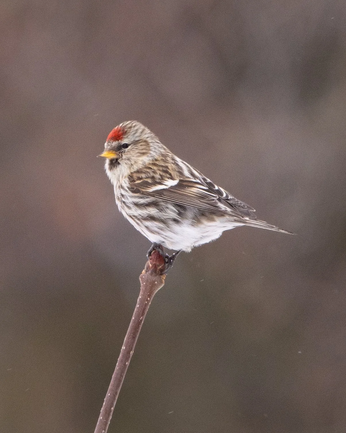 Redpoll