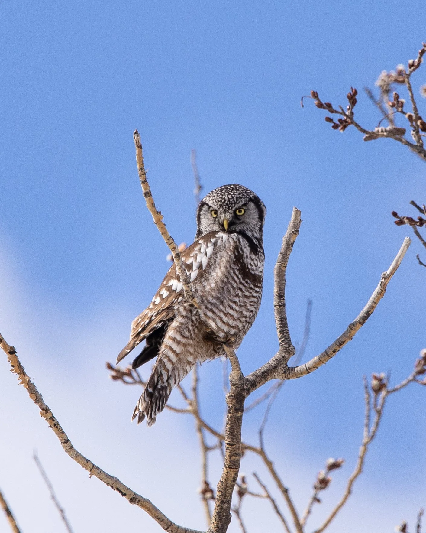 Northern Hawk Owl