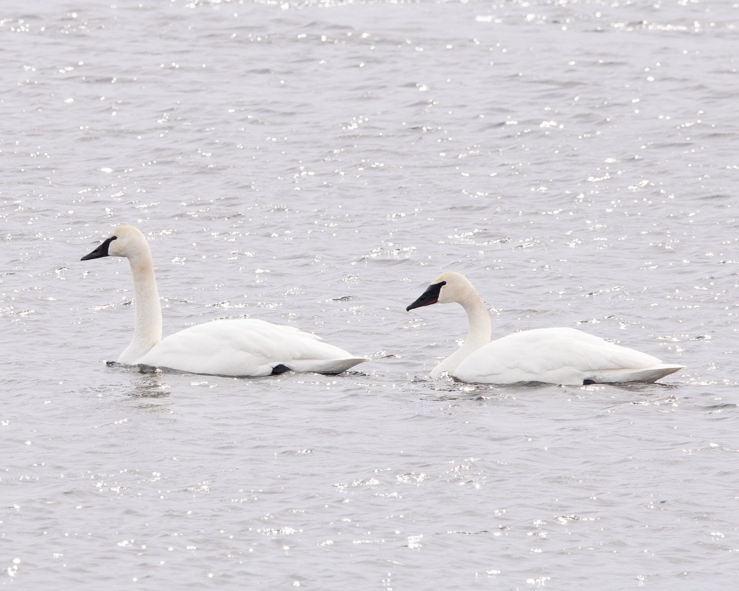 Trumpeter Swan