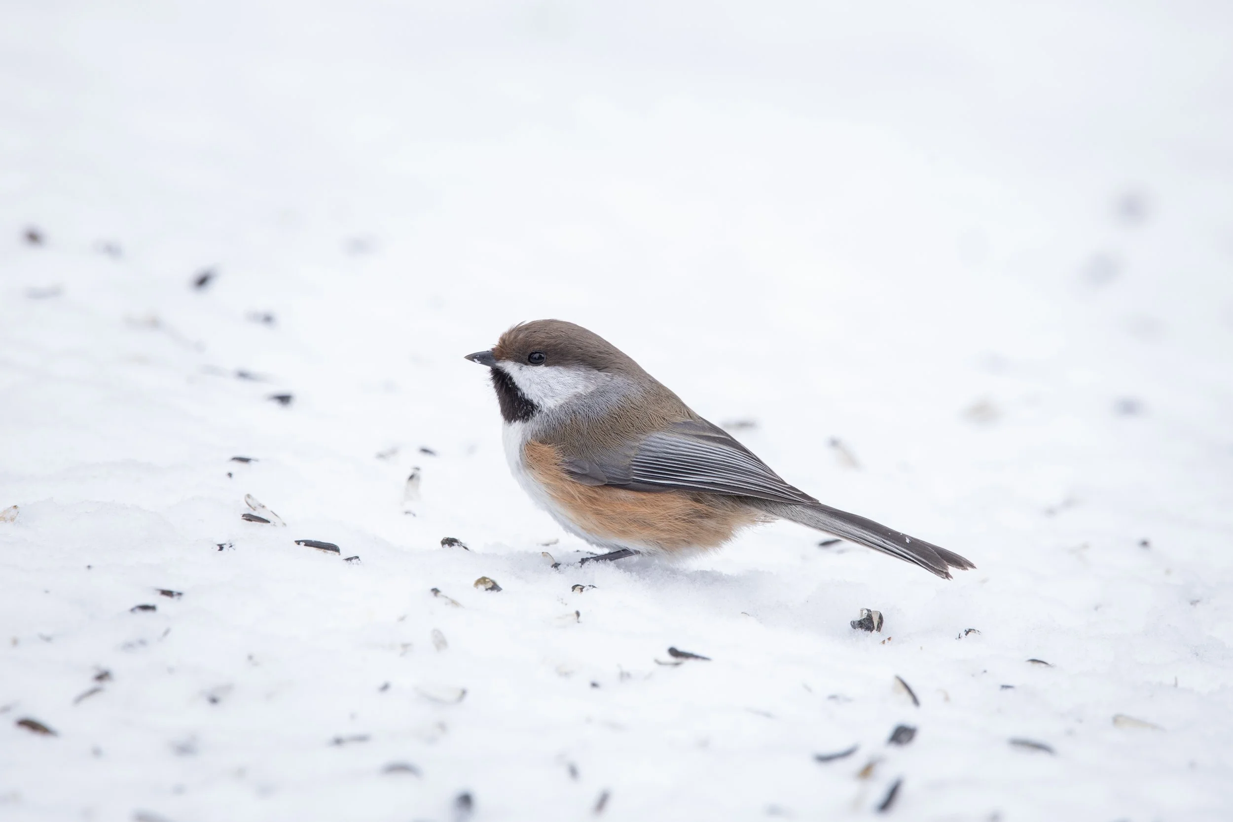 Boreal Chickadee