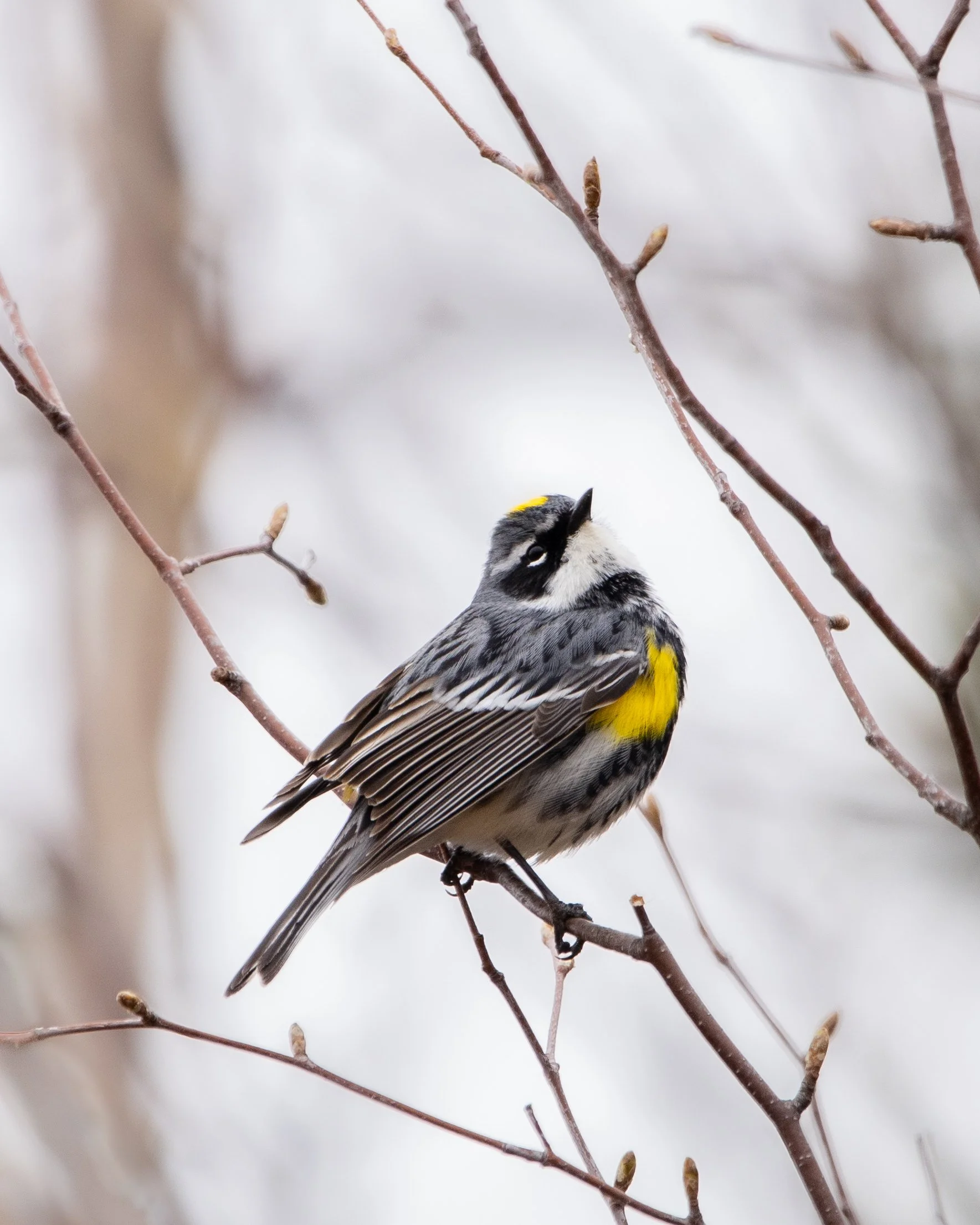 Yellow-rumped Warbler (Myrtle's)