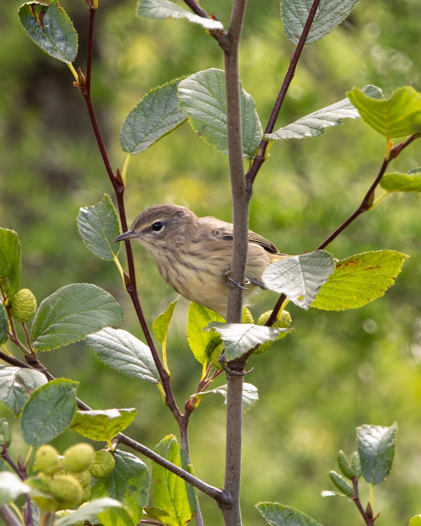 Palm Warbler