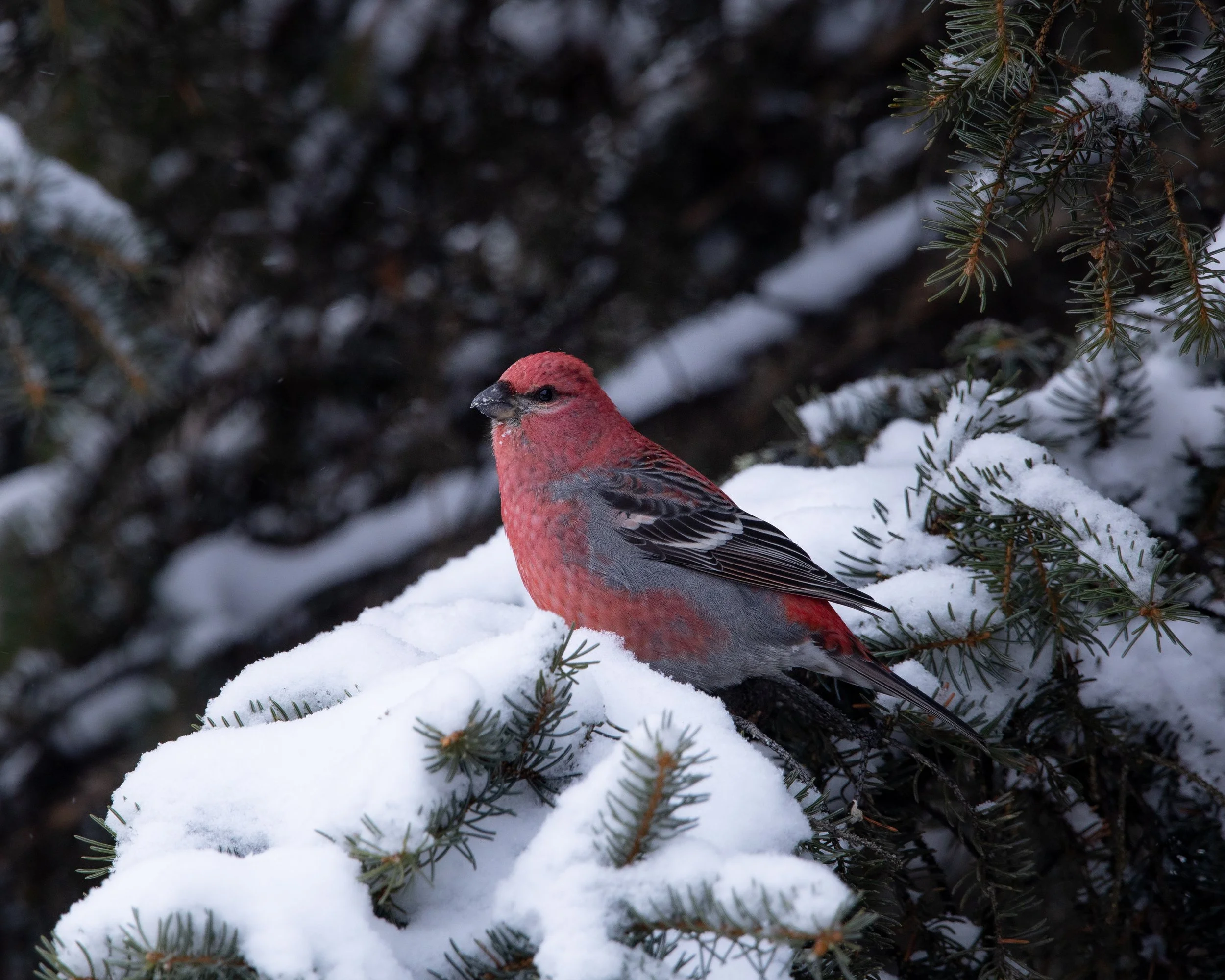 Pine Grosbeak
