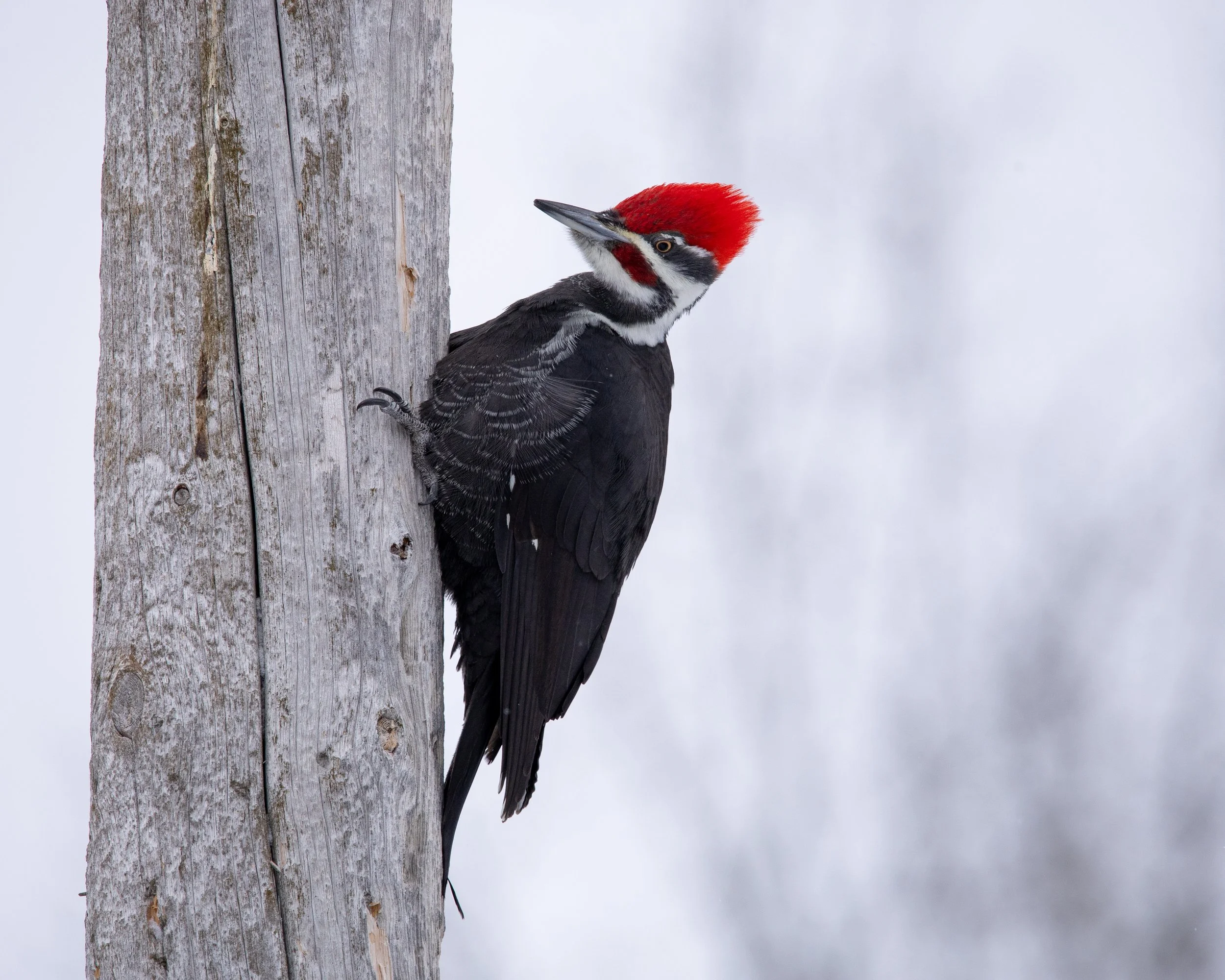 Pileated Woodpecker
