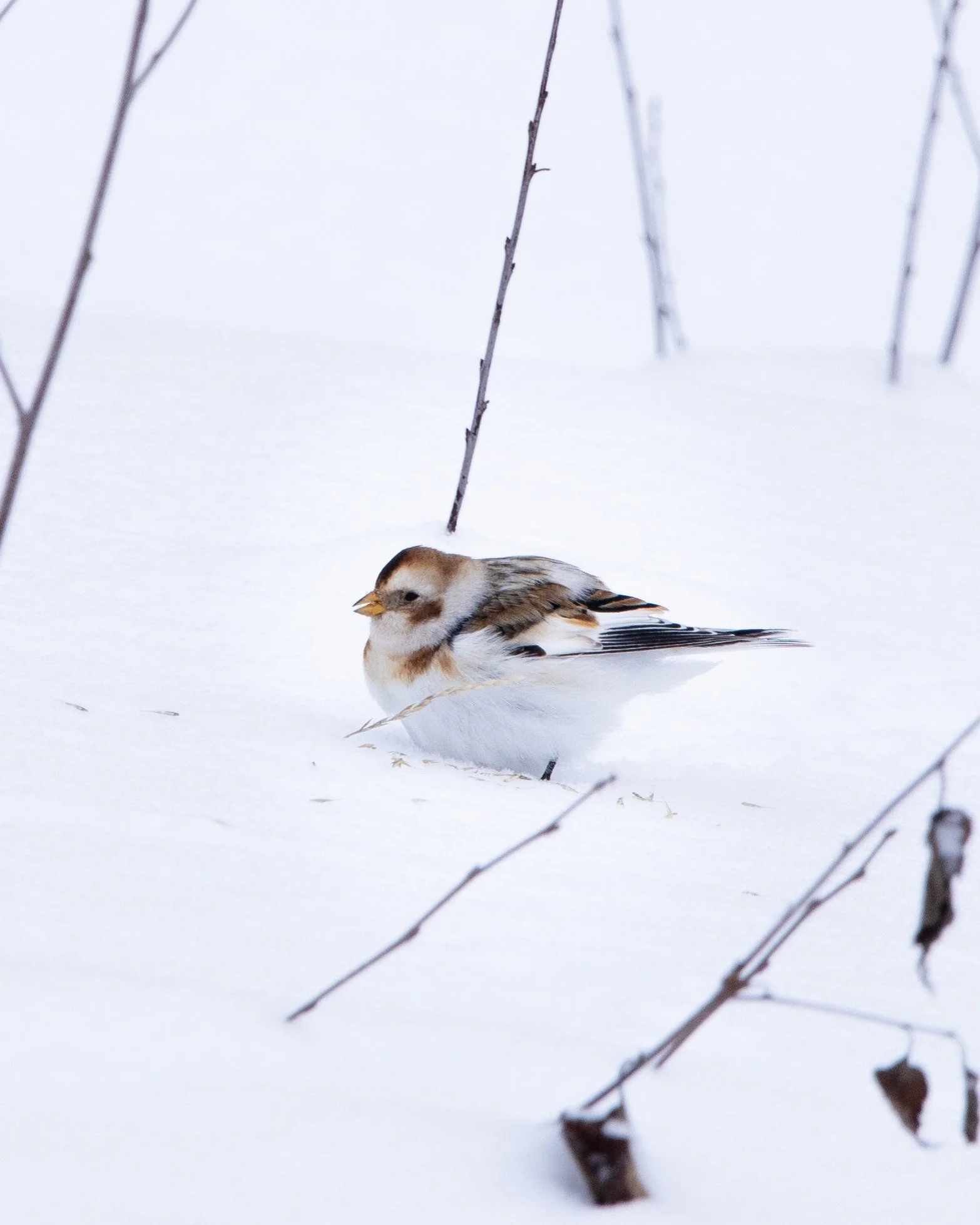 Snow Bunting