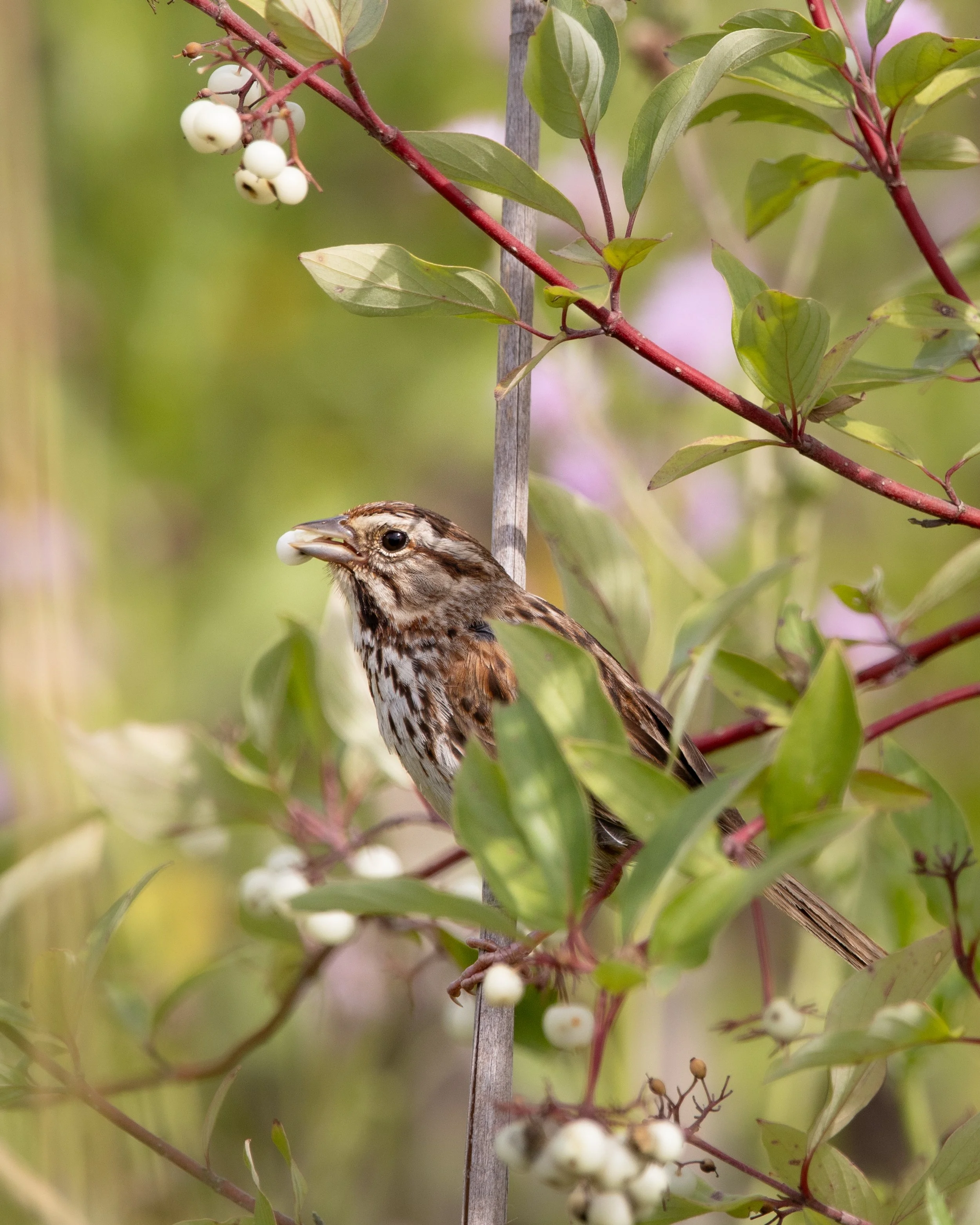 Song Sparrow